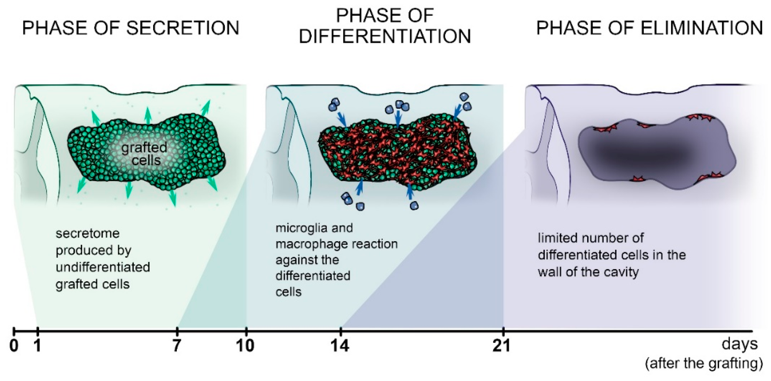 Cells 10 03214 g002 550