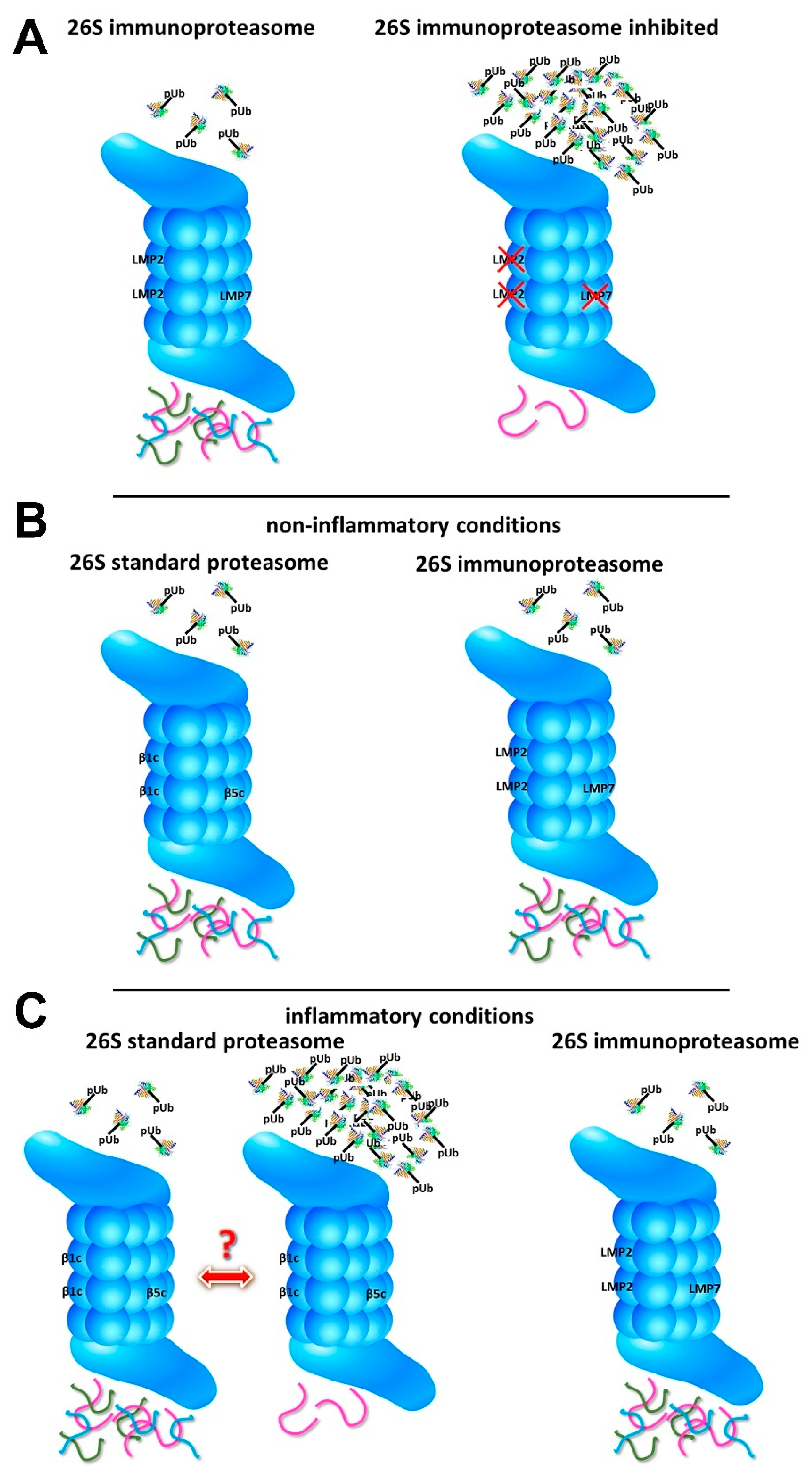 Cells 10 03216 g001 Cells 10 03216 g001