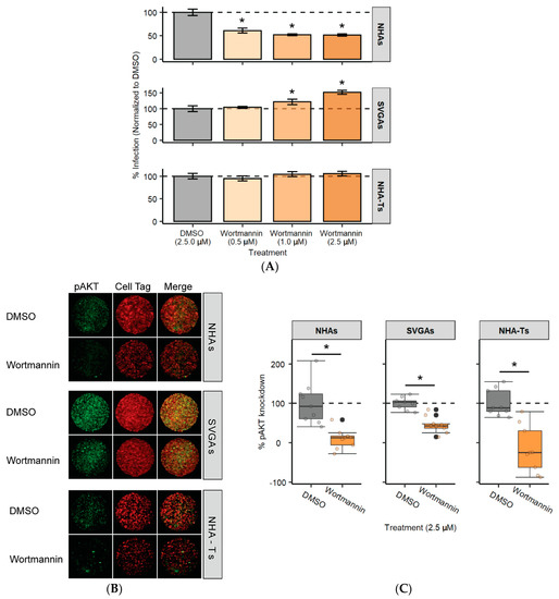PI3K/AKT/mTOR Signaling Pathway Is Required for JCPyV