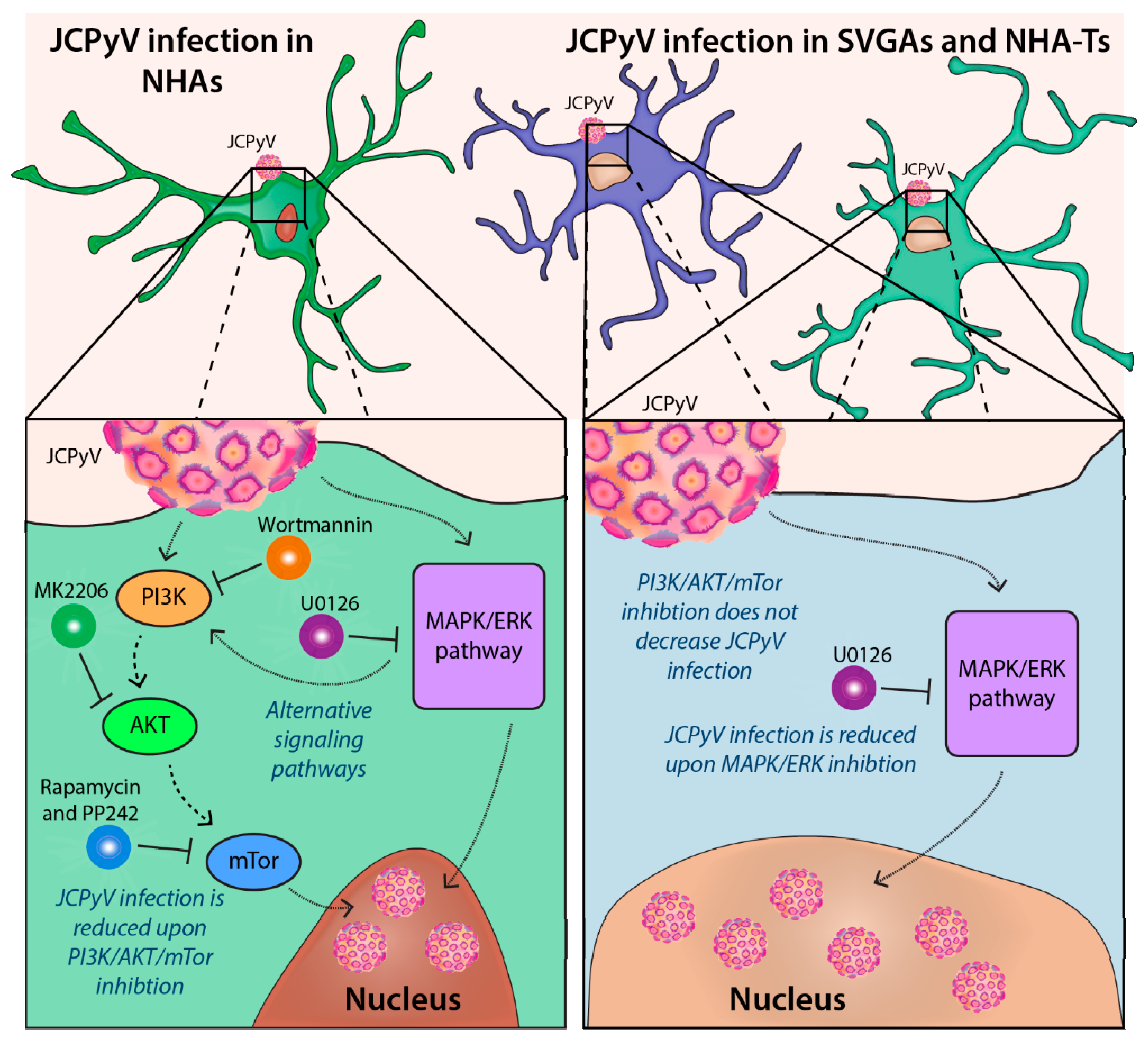 Cells 10 03218 g007 Cells 10 03218 g007