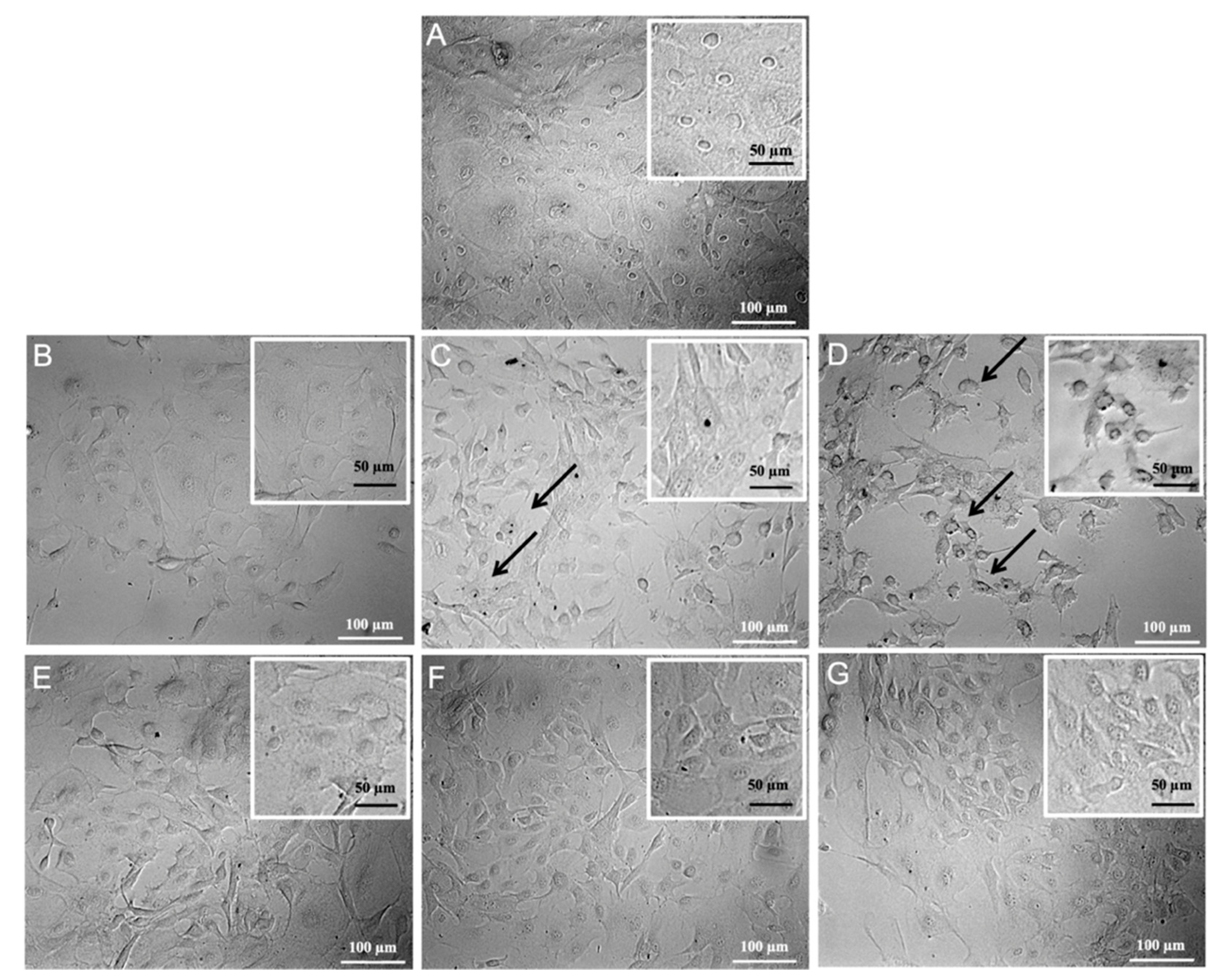 Cells 10 03221 g010 550