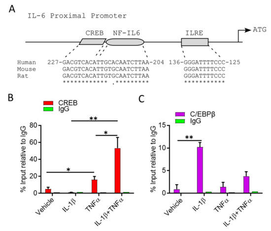 IL-1β and TNFα Cooperativity in Regulating IL-6 Expression in ...
