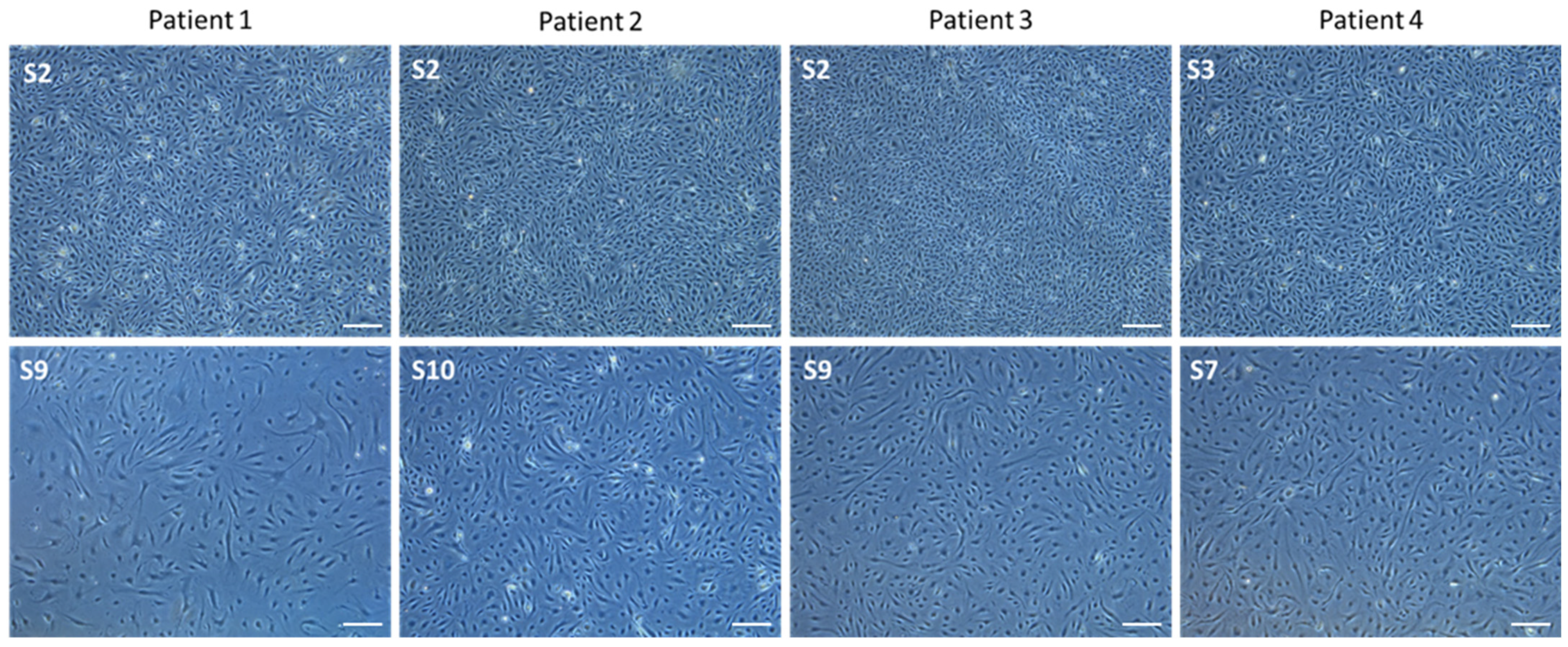 Cells 10 03229 g003 550