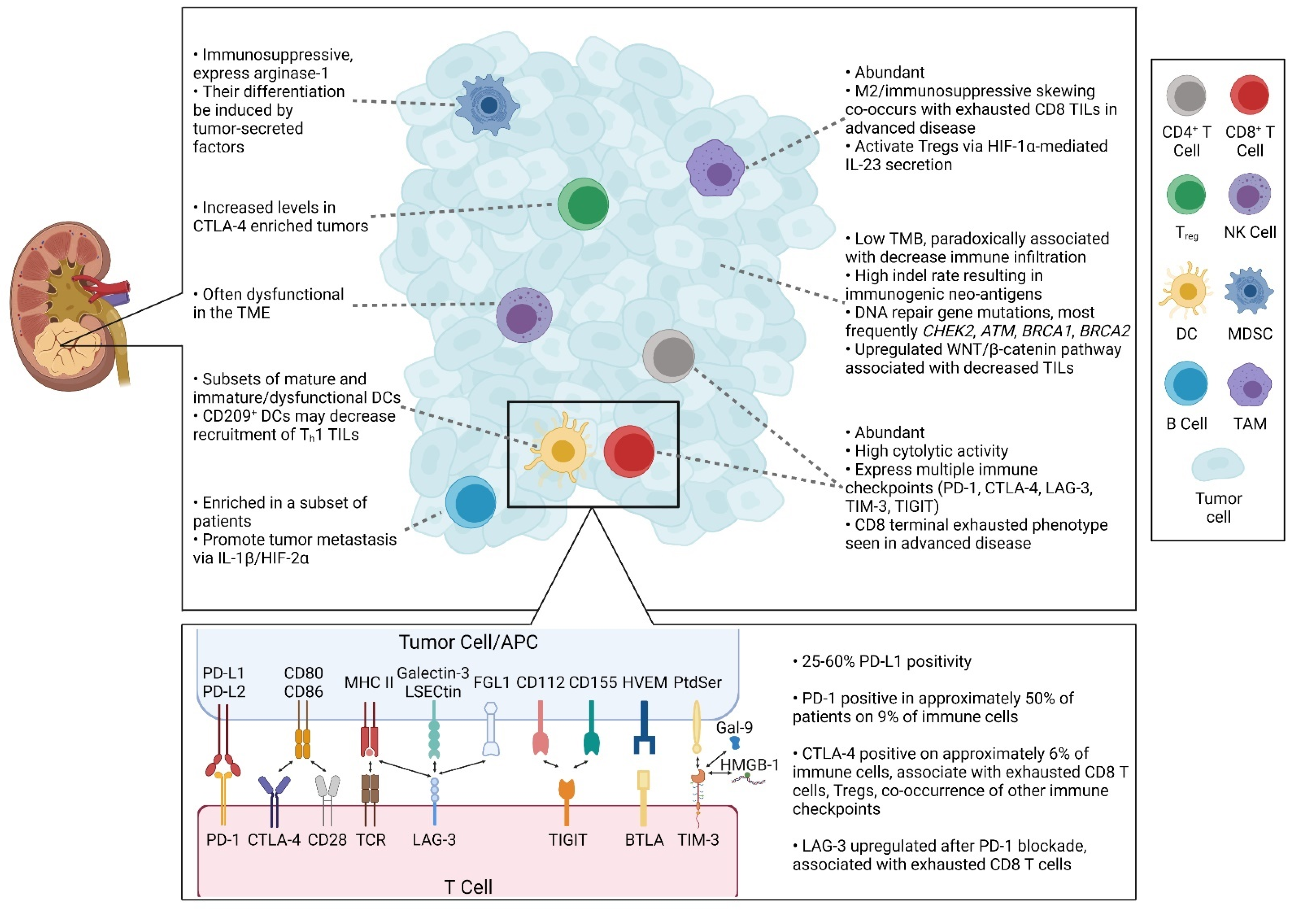 Cells 10 03231 g001 550