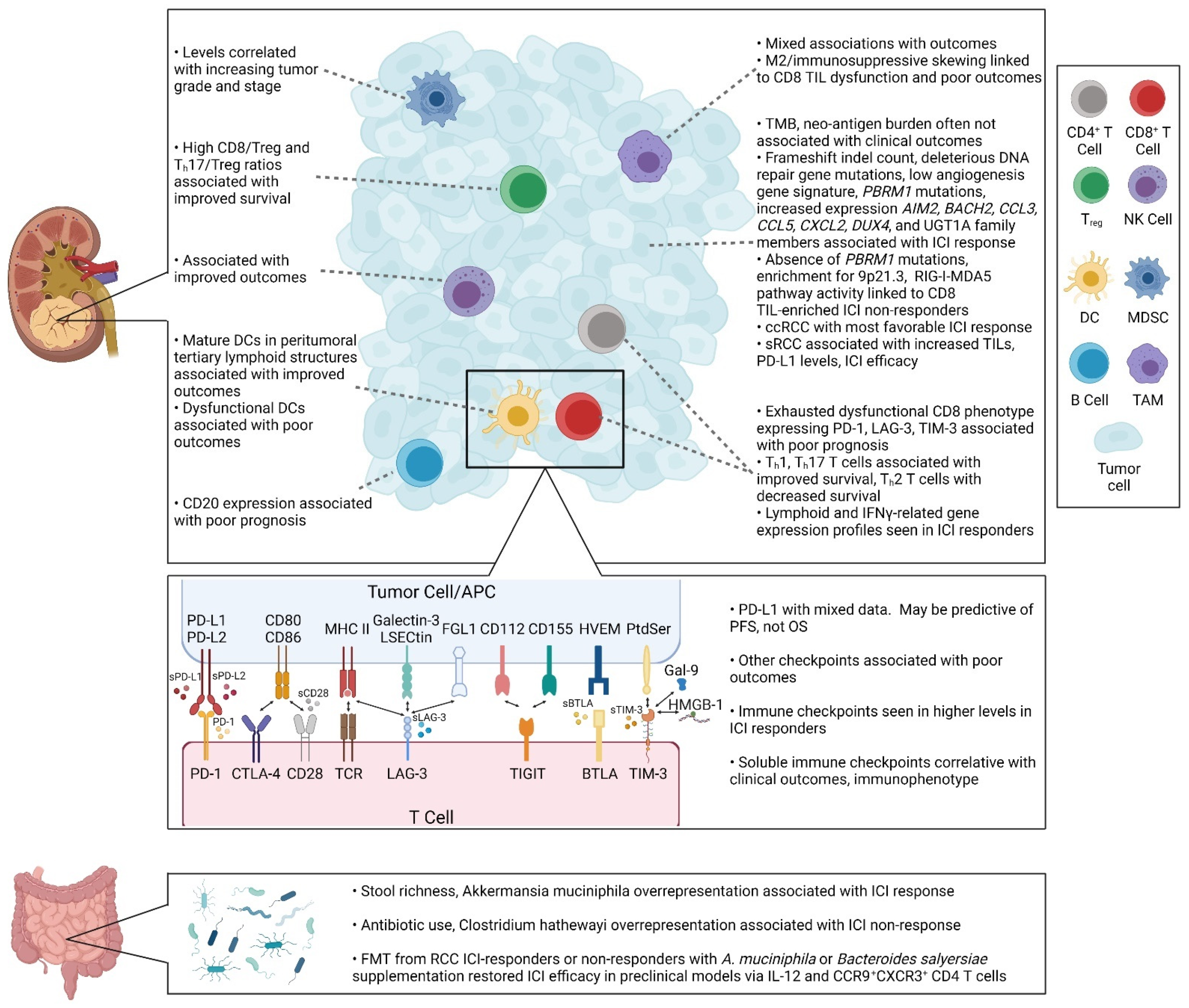 Cells 10 03231 g002 550