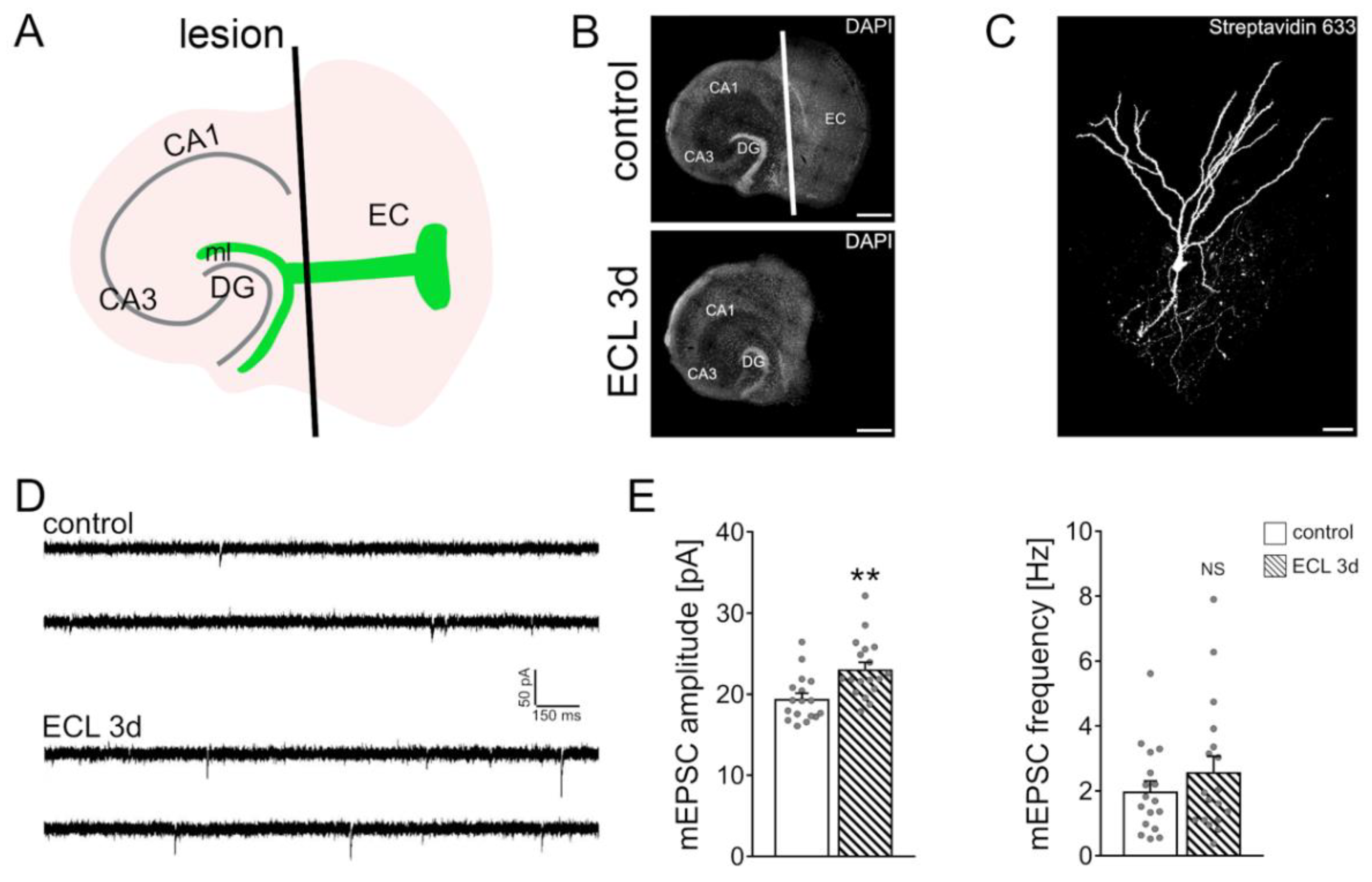 Cells 10 03232 g001 Cells 10 03232 g001