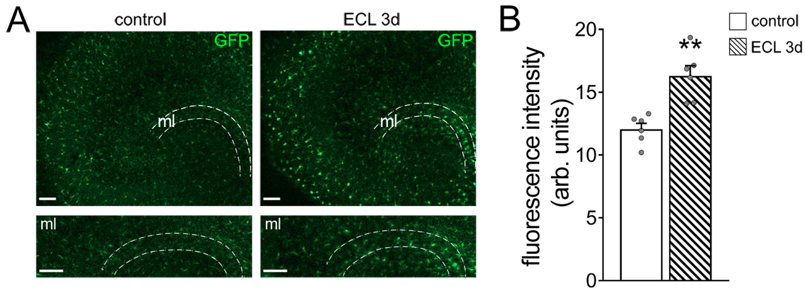 Cells 10 03232 g002 Cells 10 03232 g002