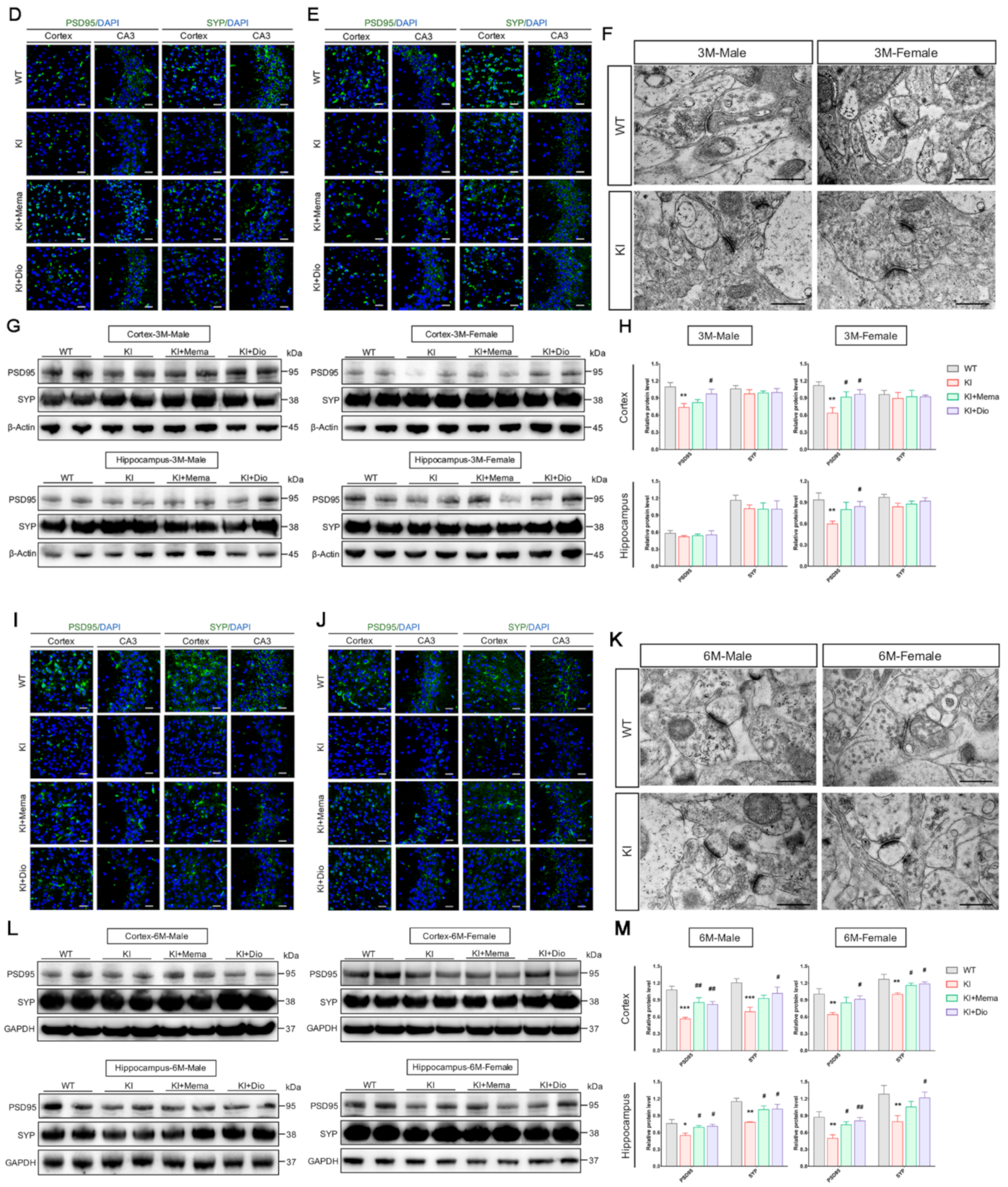 Cells 10 03261 g003b