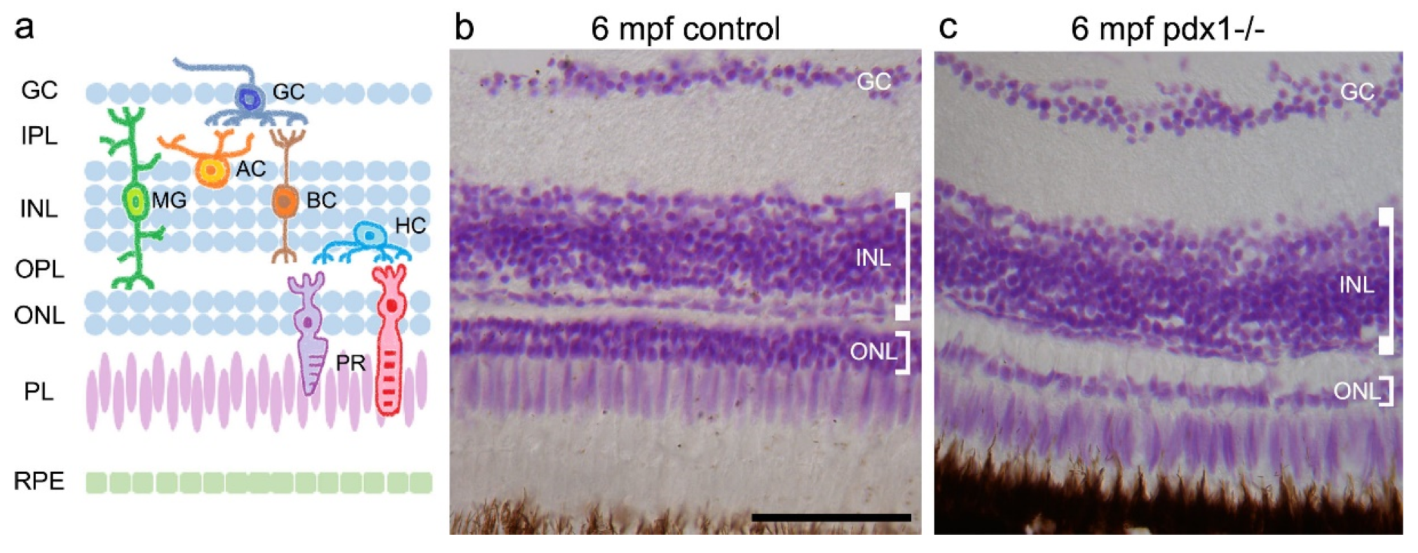 Cells 10 03265 g001 550