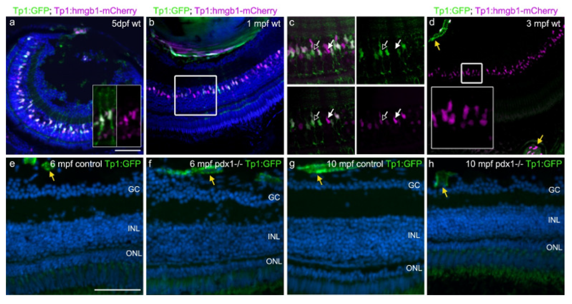 Cells 10 03265 g005 550