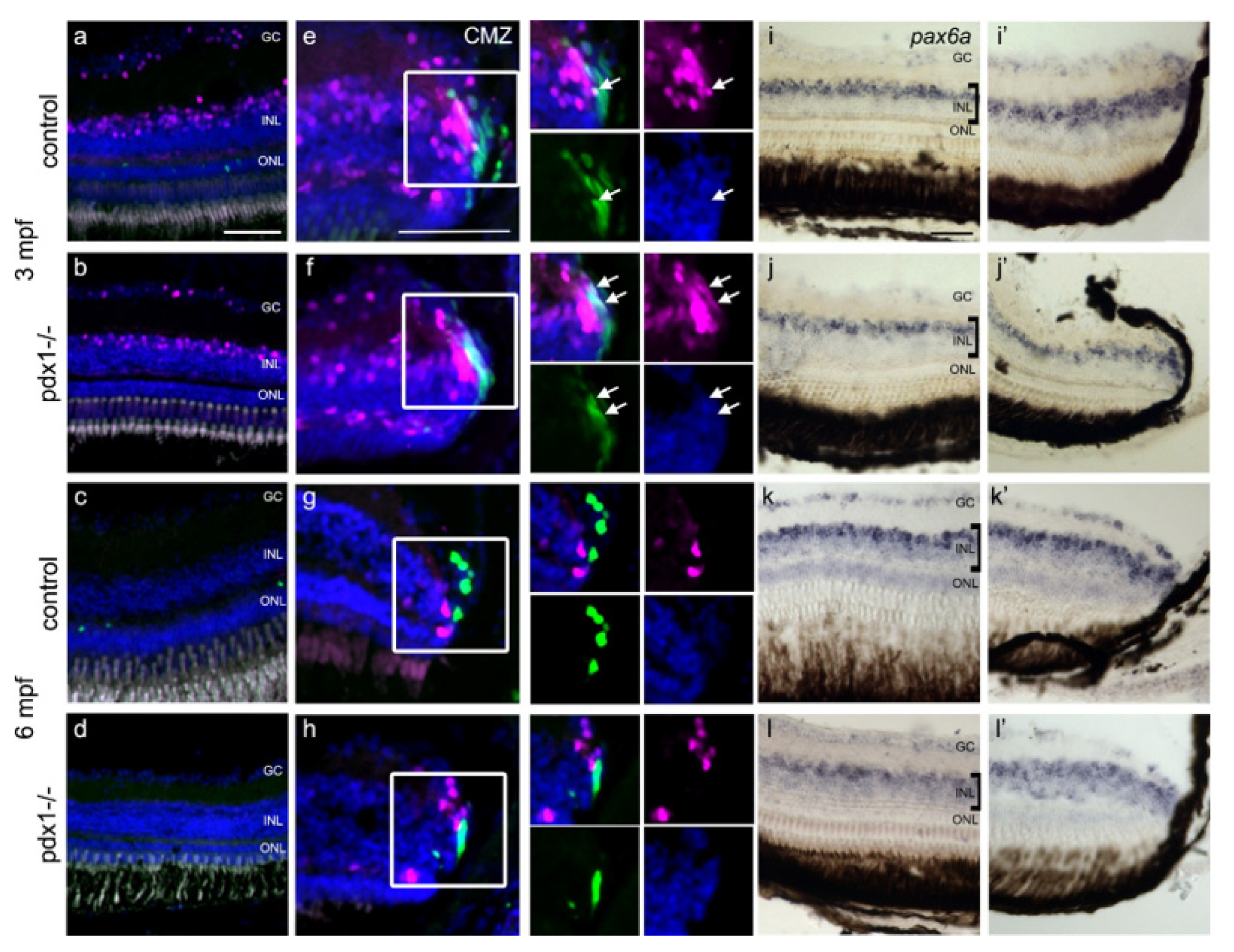 Cells 10 03265 g006 550