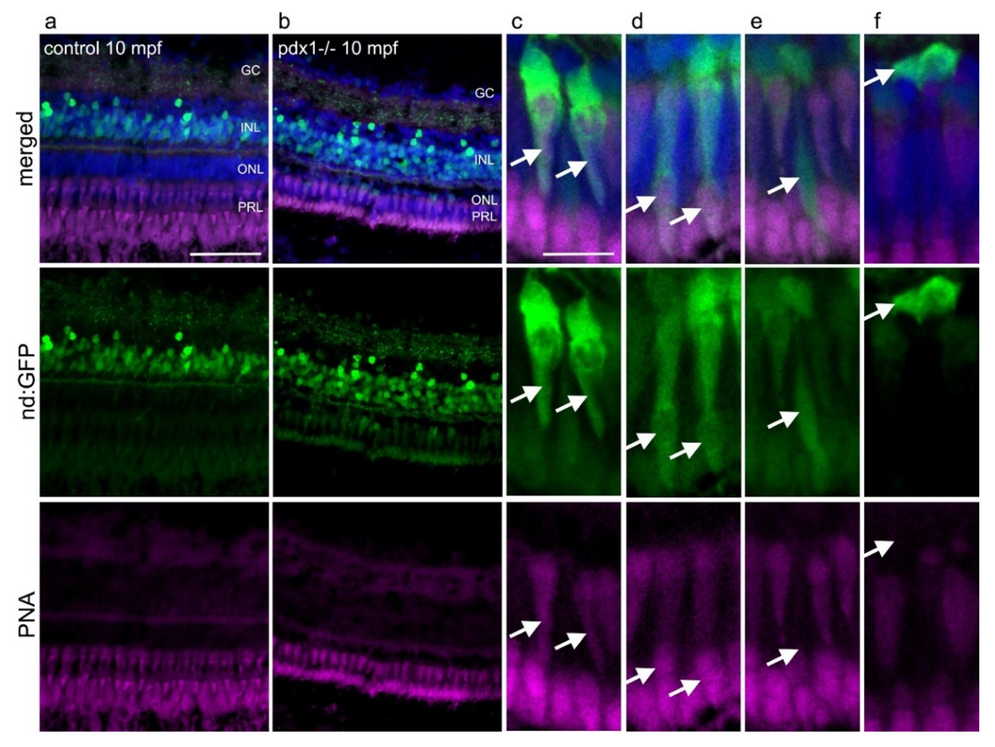 Cells 10 03265 g008 550