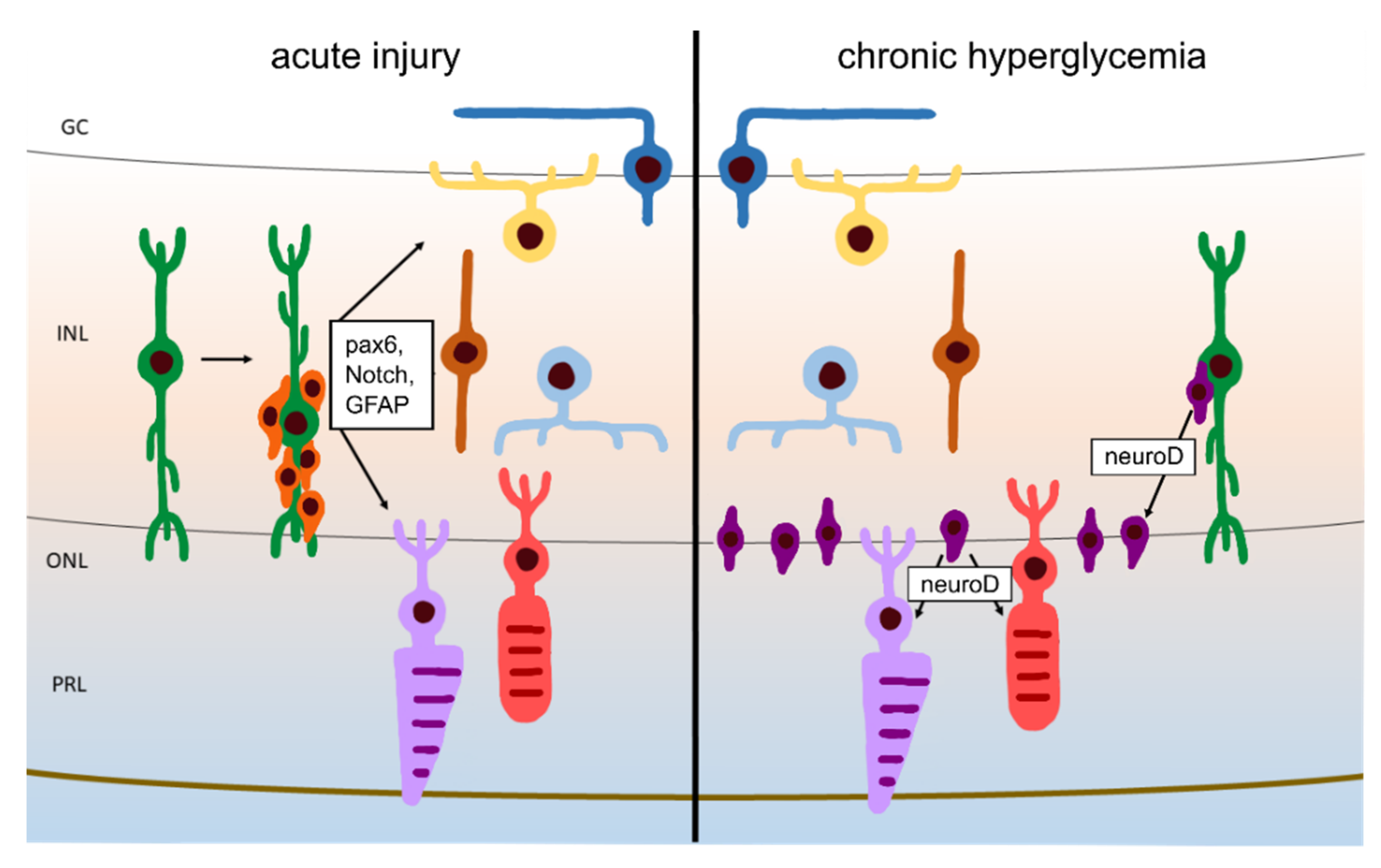 Cells 10 03265 g009 550