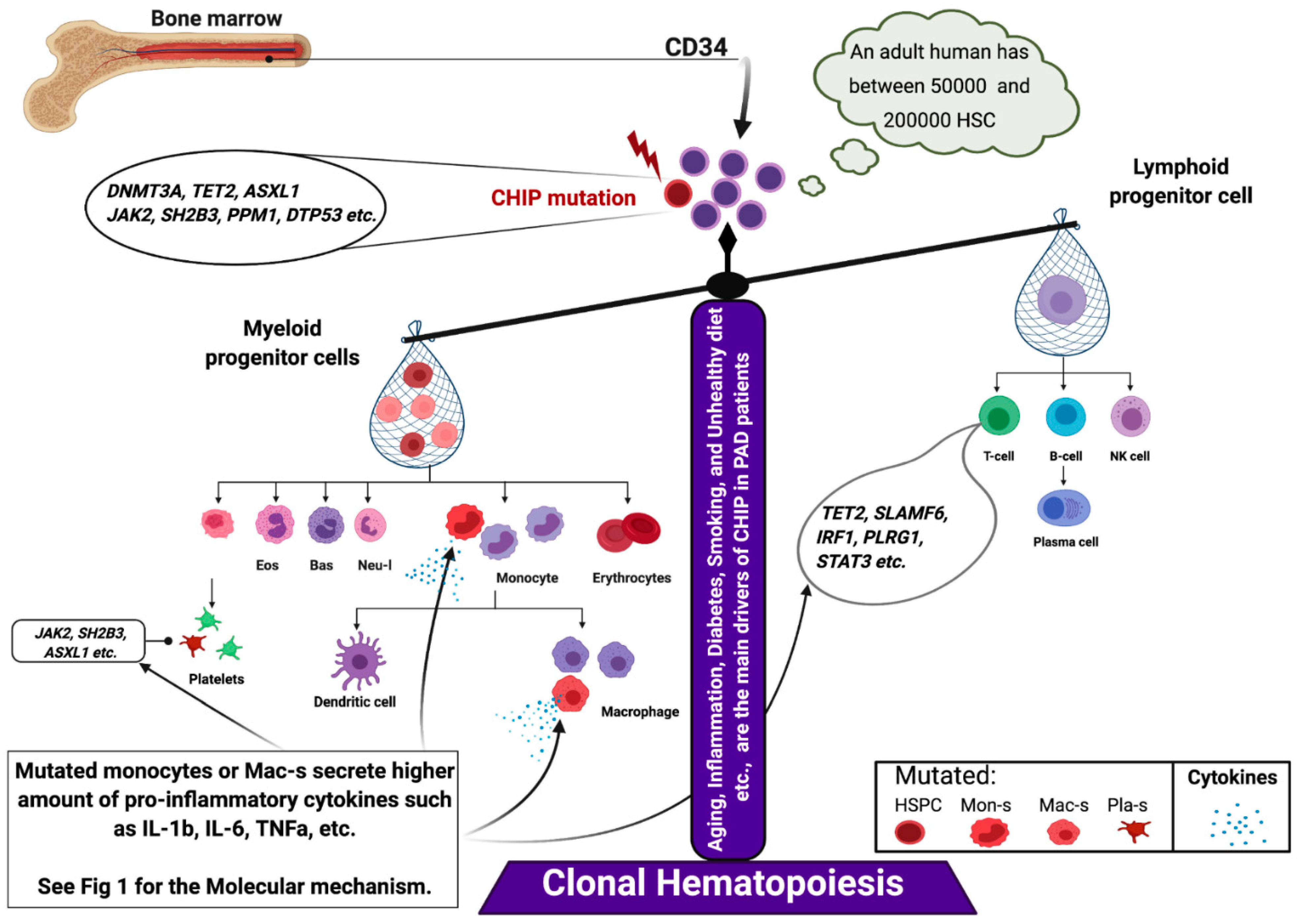 Cells 10 03266 g004 Cells 10 03266 g004