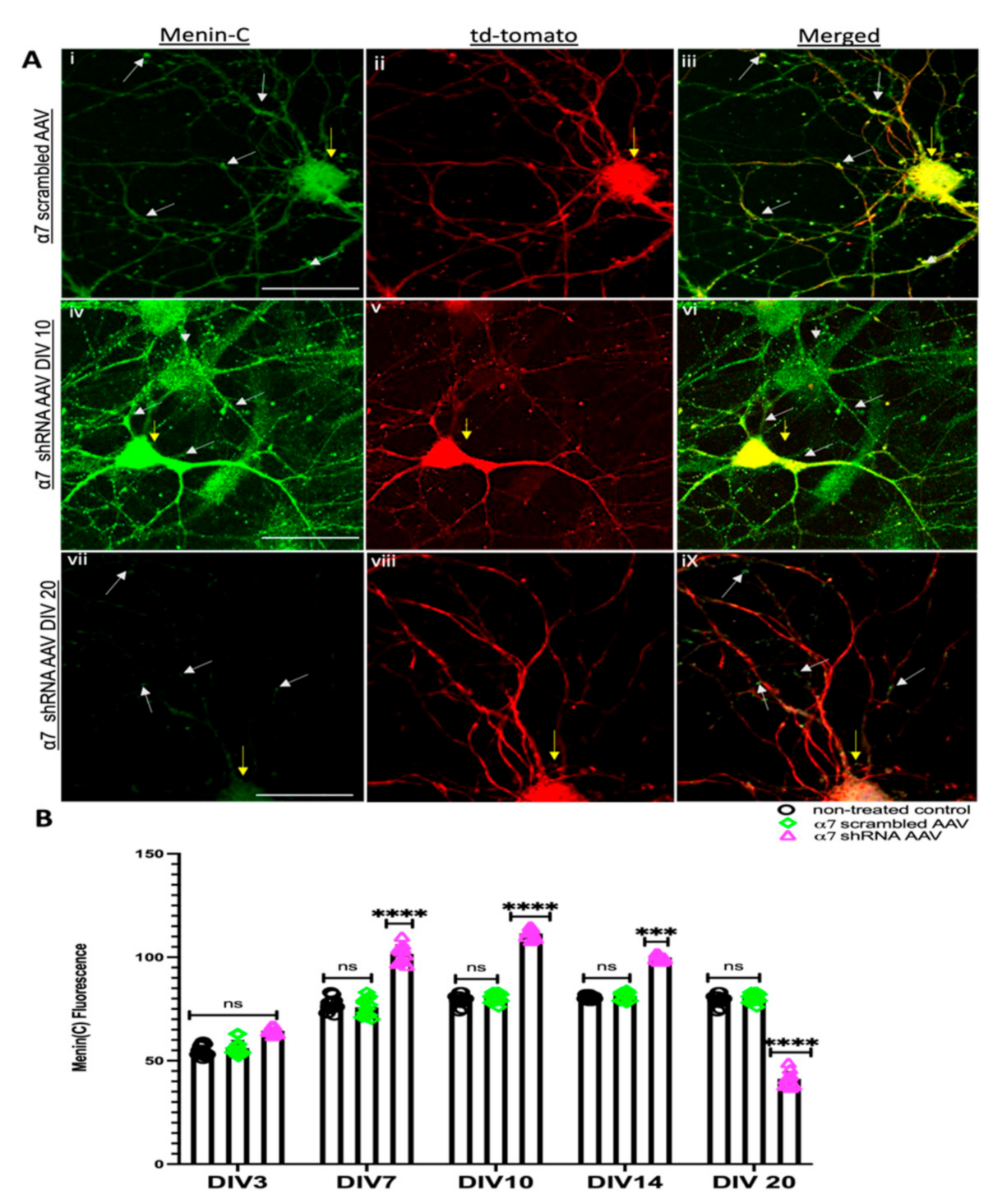 Cells 10 03286 g003