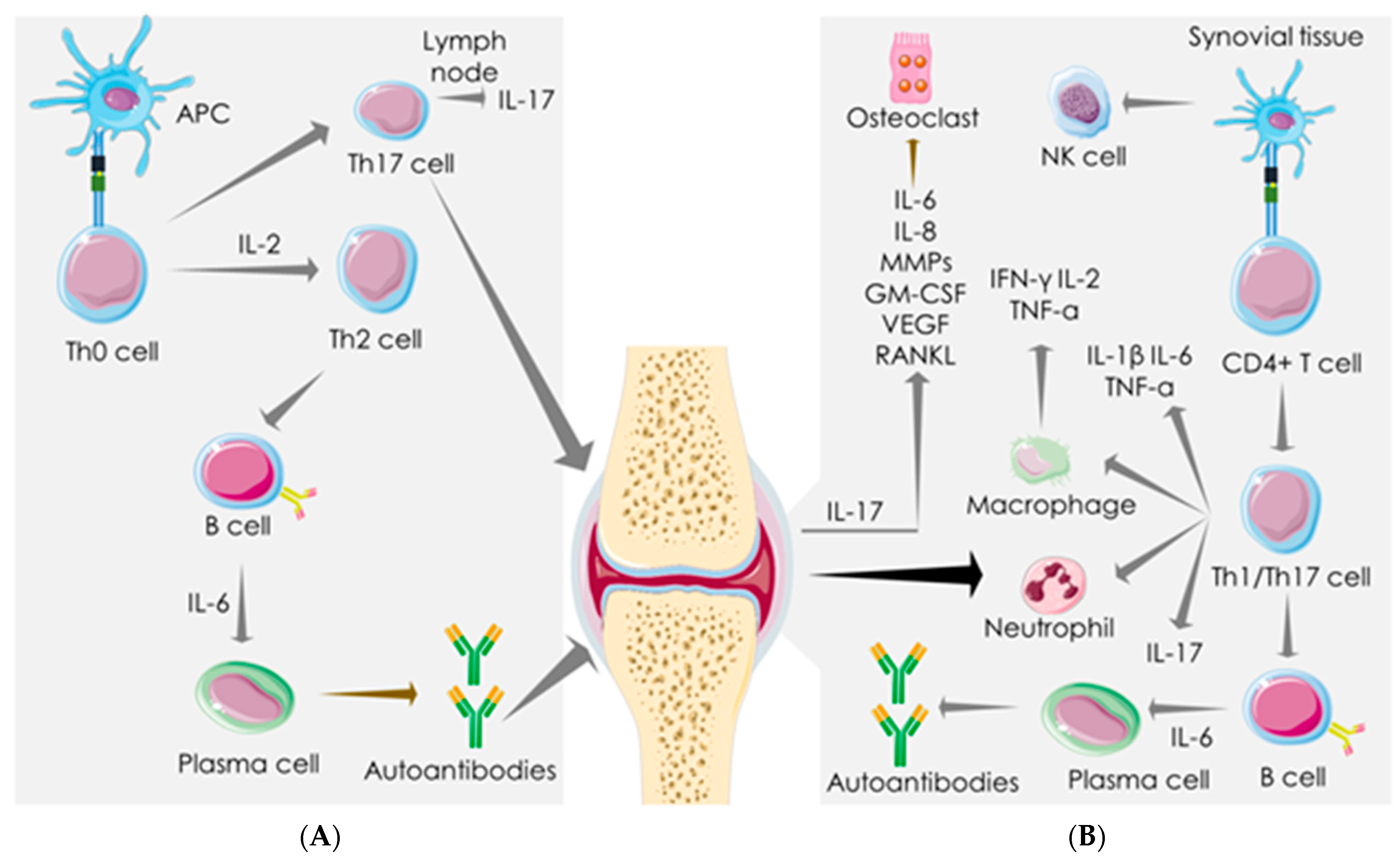 Cells 10 03291 g002 550