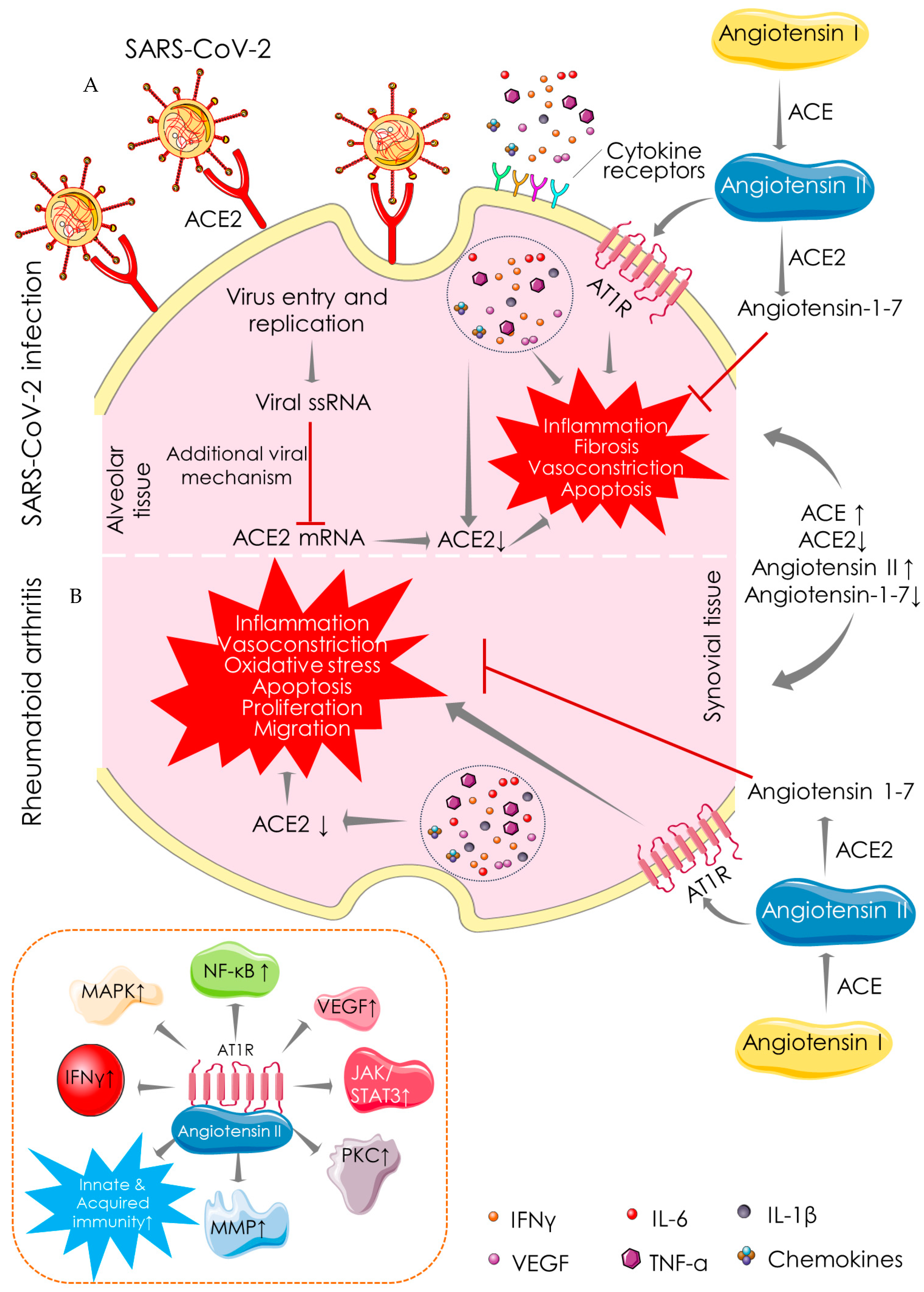 Cells 10 03291 g003 550