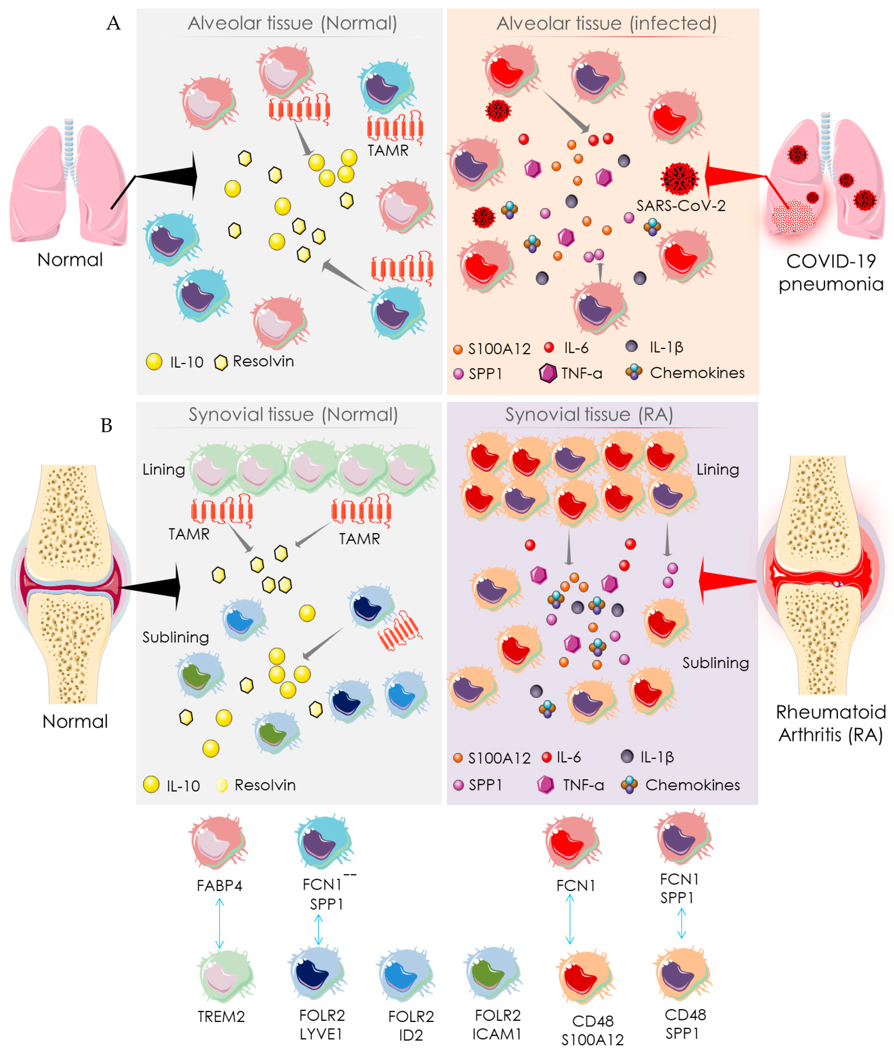 Cells 10 03291 g004 550