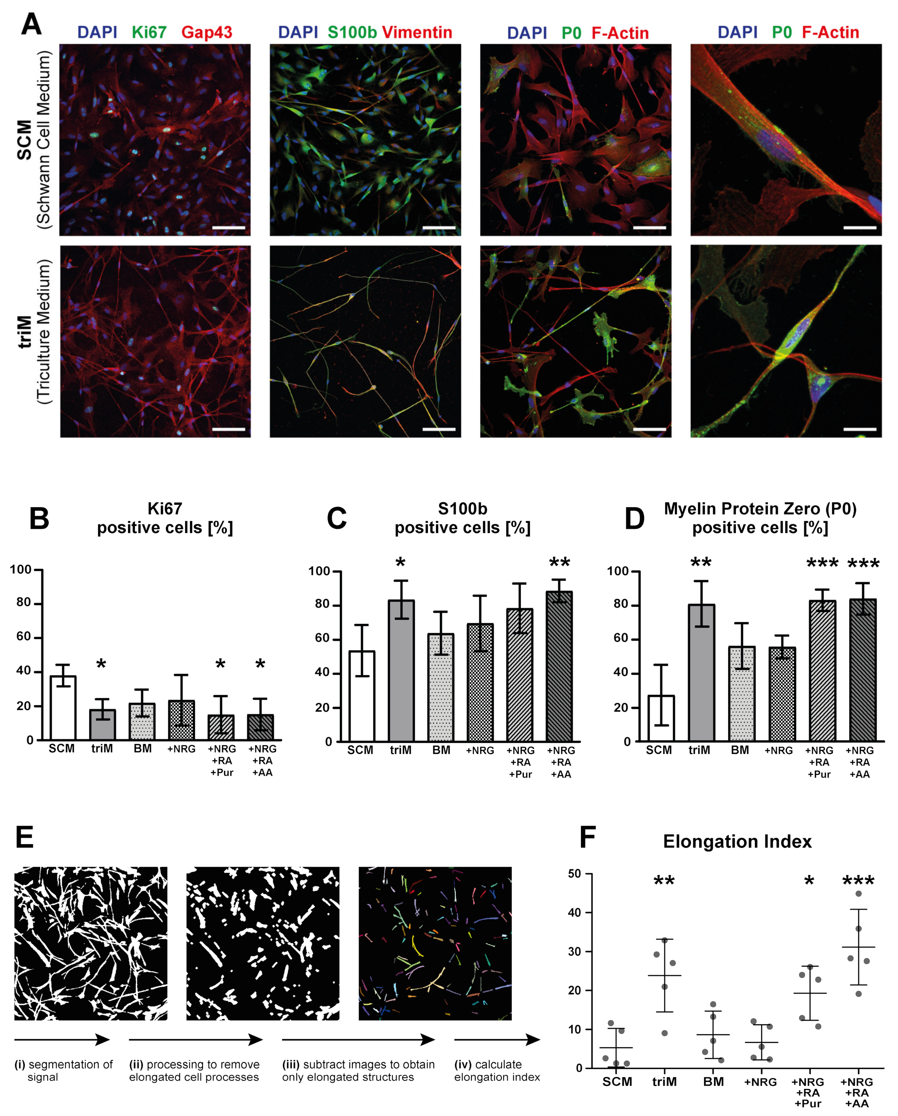 Cells 10 03292 g004 Cells 10 03292 g004
