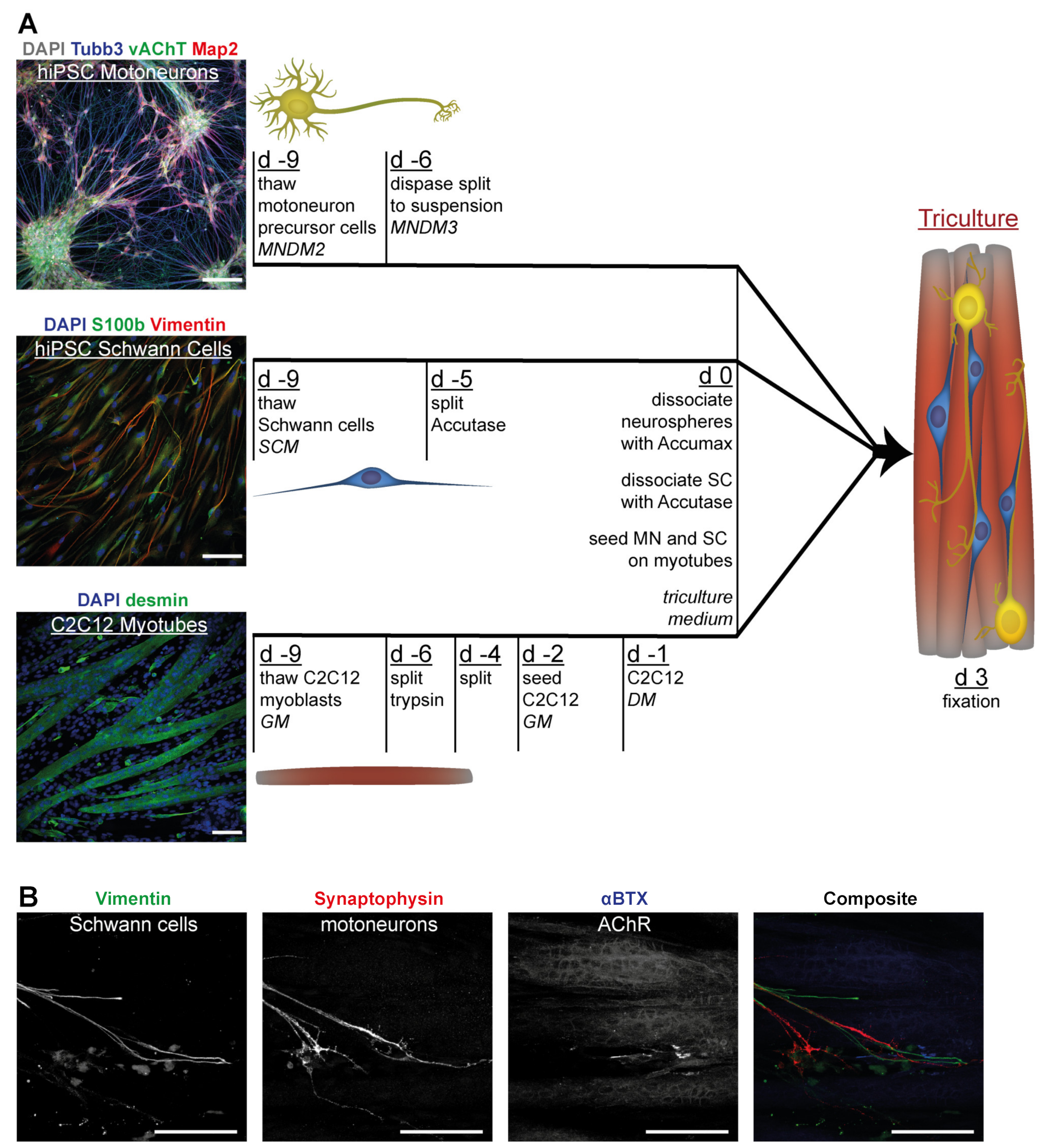 Cells 10 03292 g005 Cells 10 03292 g005