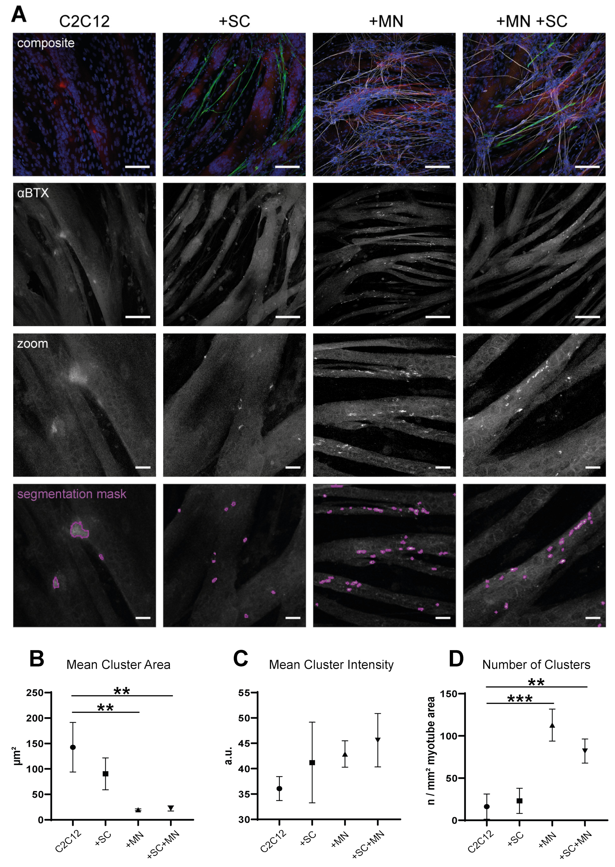Cells 10 03292 g007 Cells 10 03292 g007