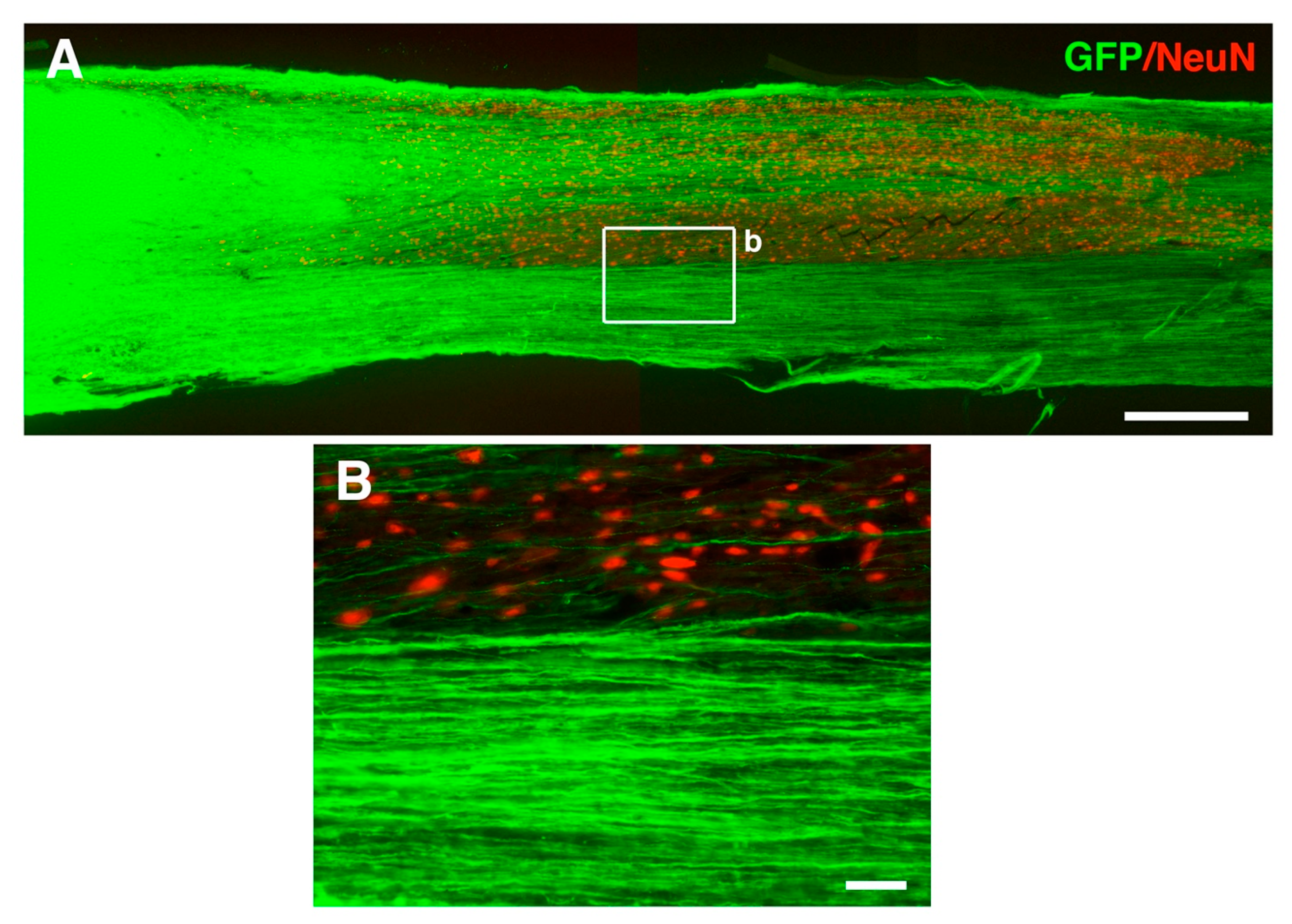 Cells 10 03296 g003 Cells 10 03296 g003