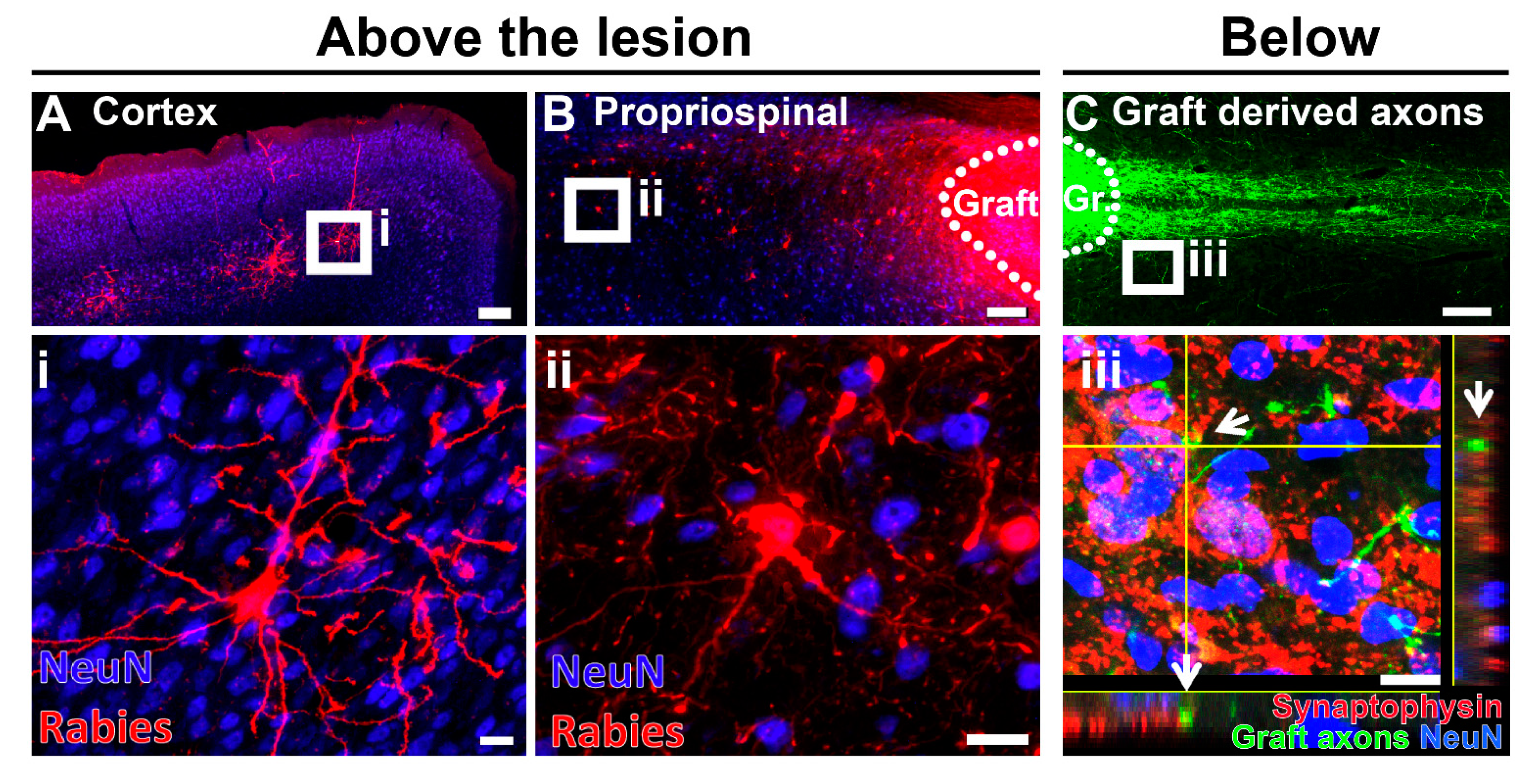 Cells 10 03296 g005 Cells 10 03296 g005