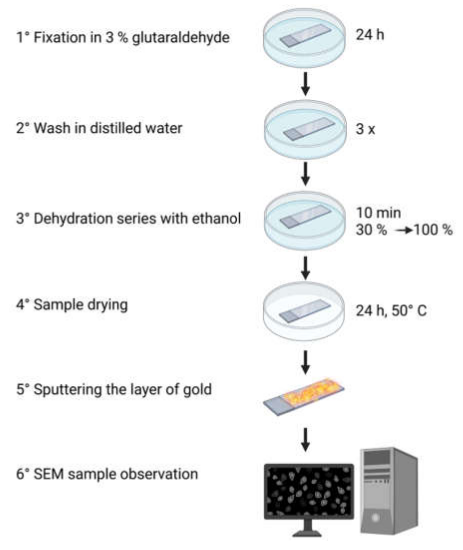Cells Free FullText Guidelines for a Morphometric Analysis of