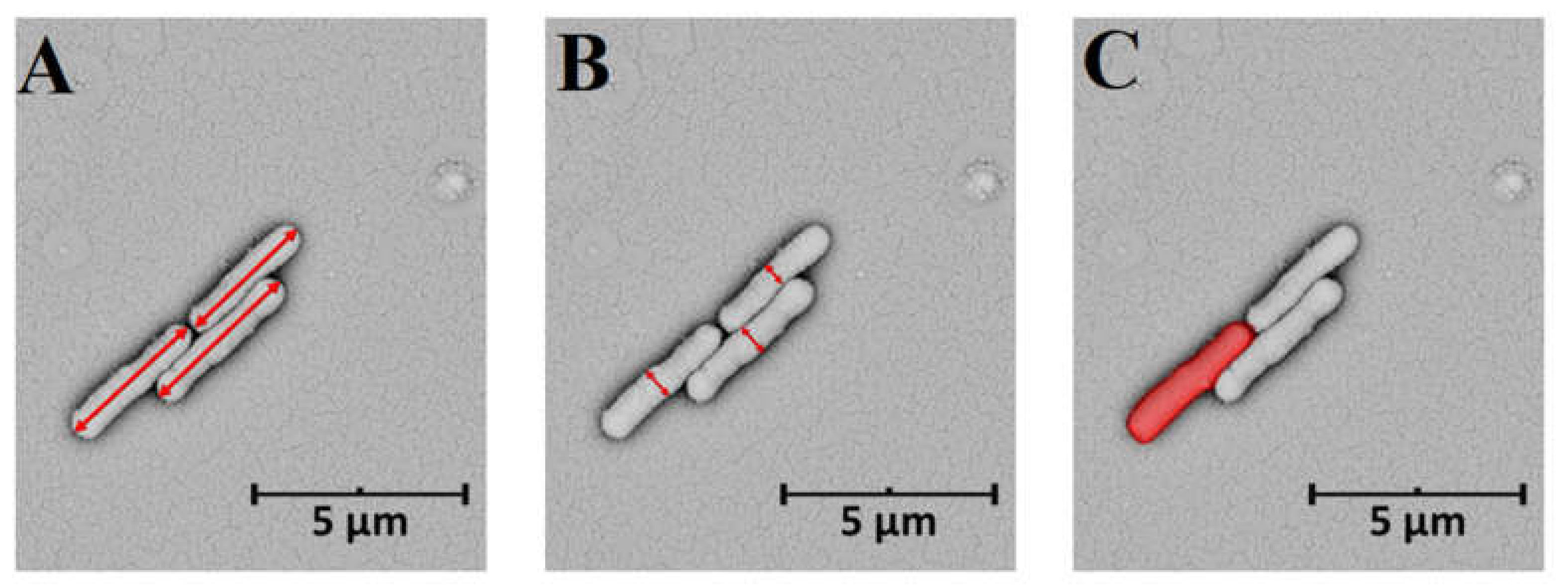 Cells 10 03304 g002 Cells 10 03304 g002