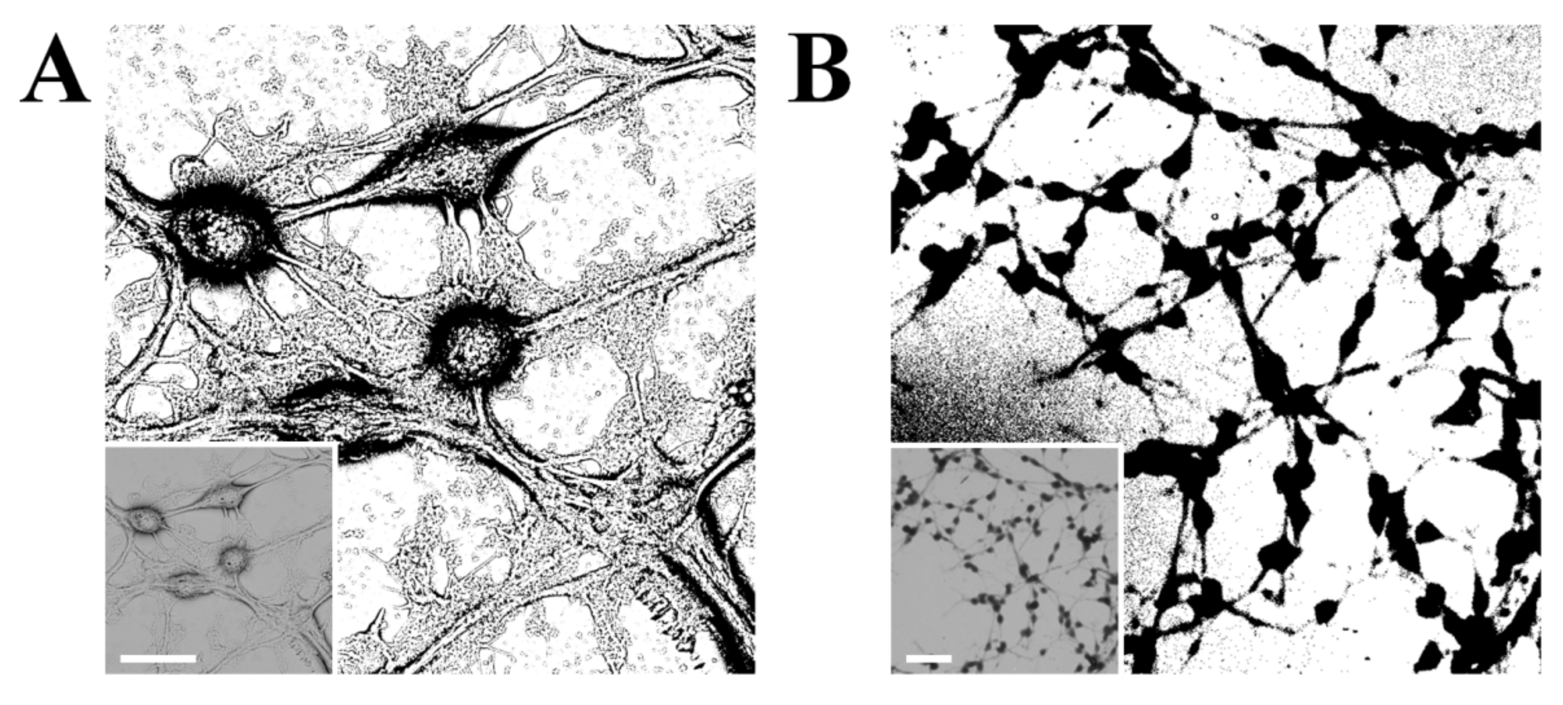 Cells 10 03304 g004 Cells 10 03304 g004