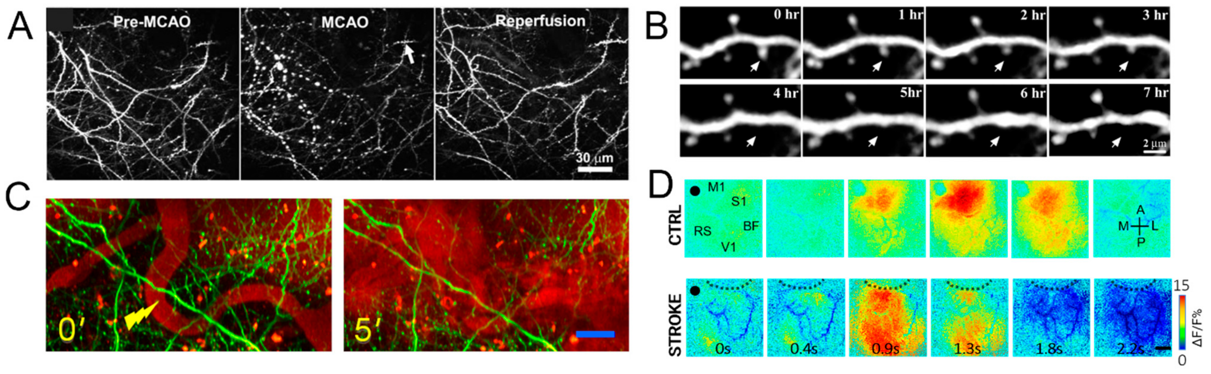 Cells 10 03308 g006 Cells 10 03308 g006