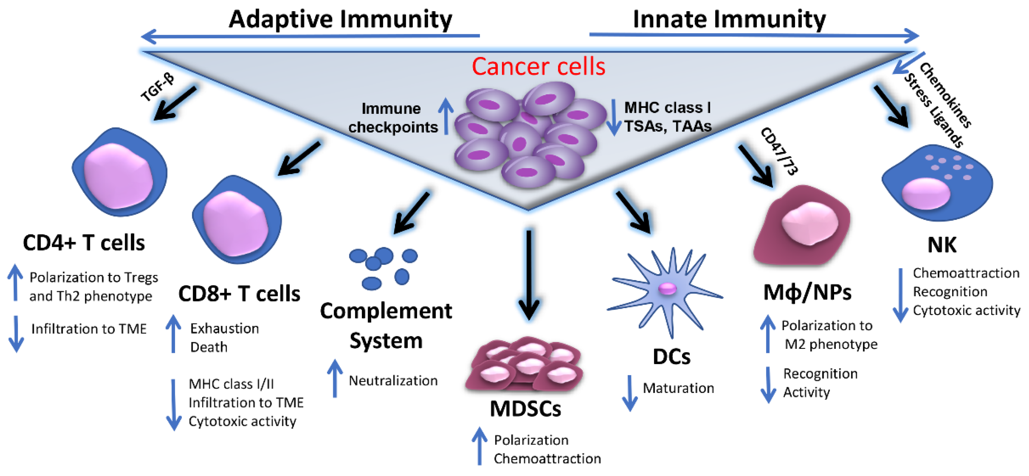 Cells 10 03313 g001 550
