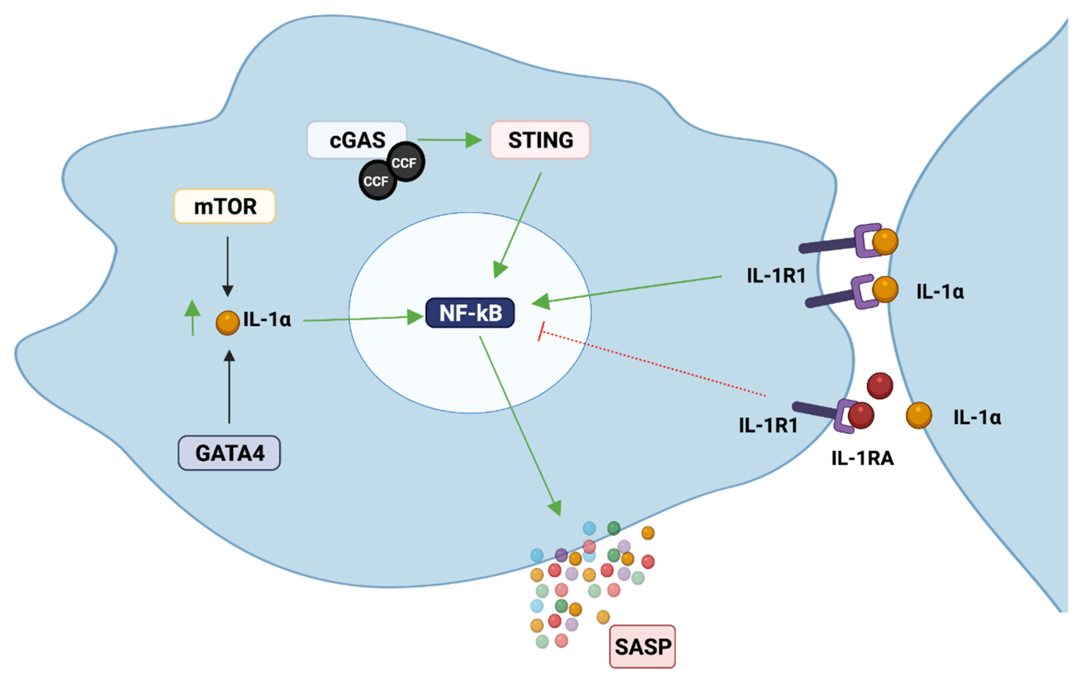 Cells 10 03315 g002 Cells 10 03315 g002