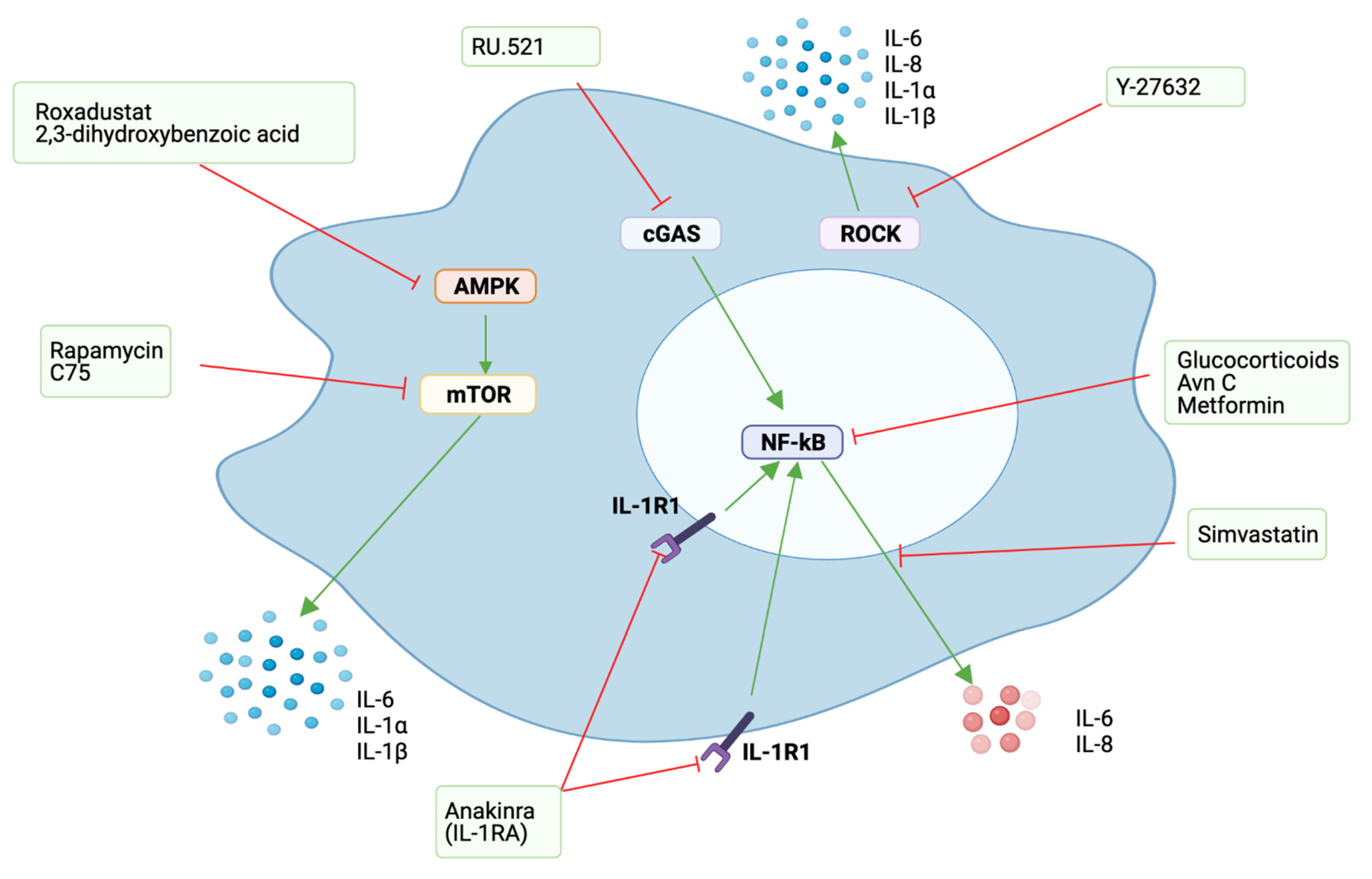 Cells 10 03315 g005 Cells 10 03315 g005