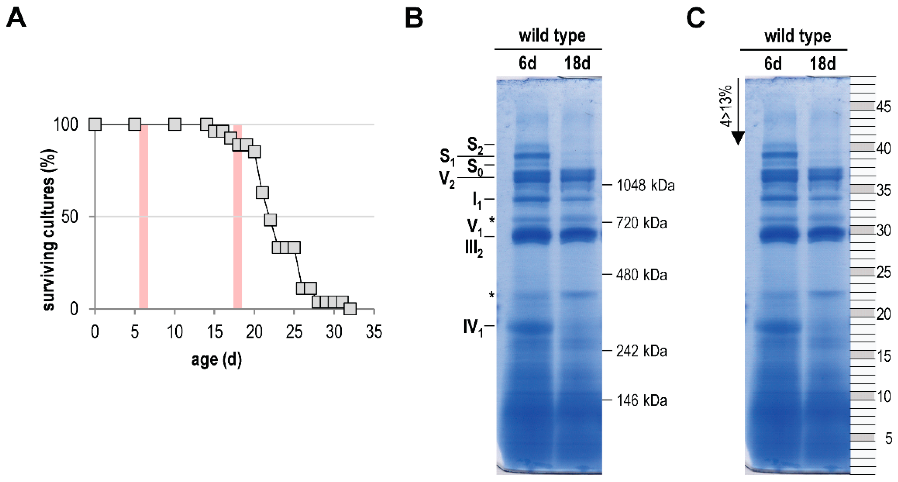Cells 10 03319 g001 Cells 10 03319 g001