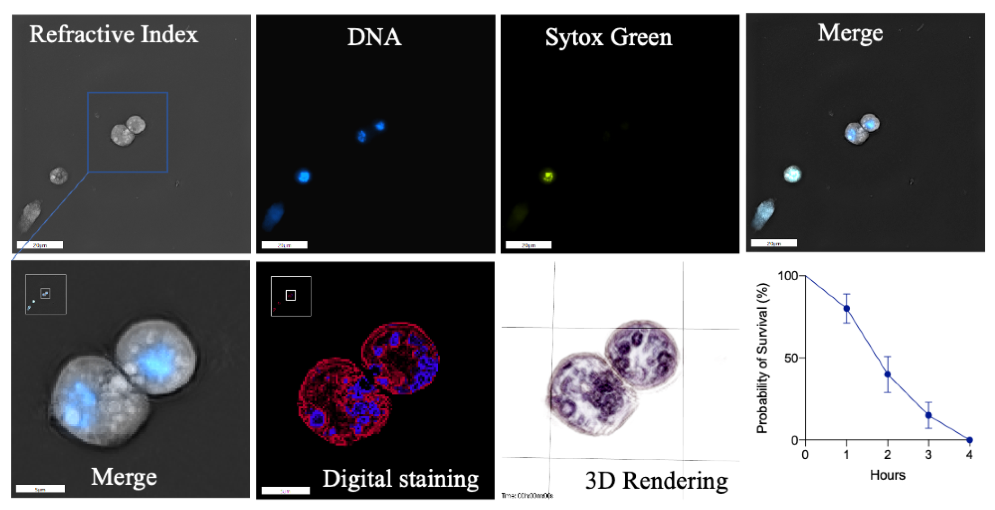 Cells 10 03320 g002 Cells 10 03320 g002