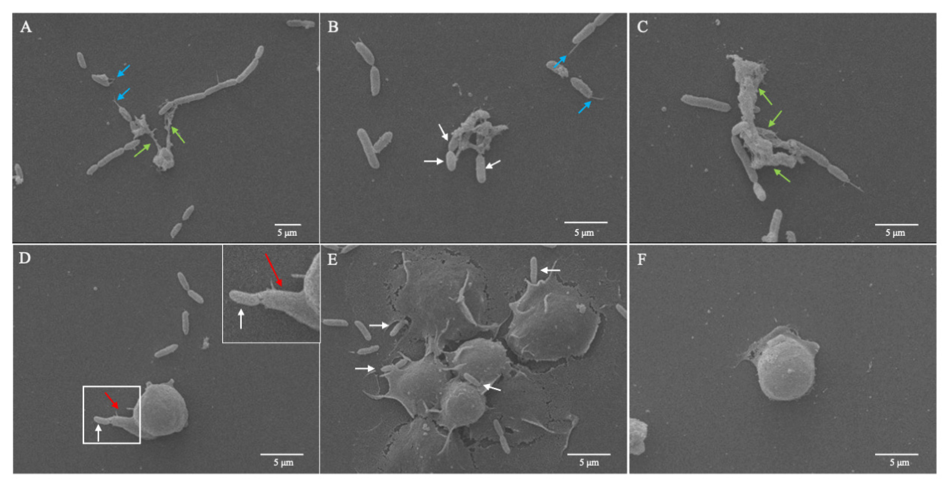 Cells 10 03320 g003 Cells 10 03320 g003