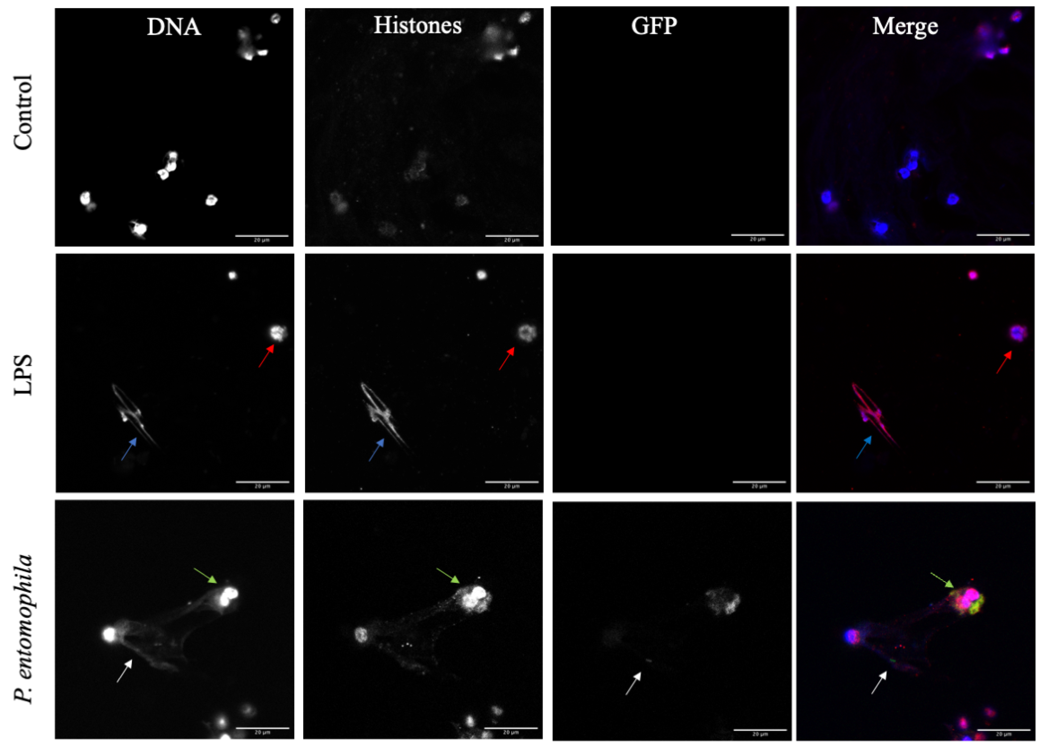 Cells 10 03320 g004 Cells 10 03320 g004