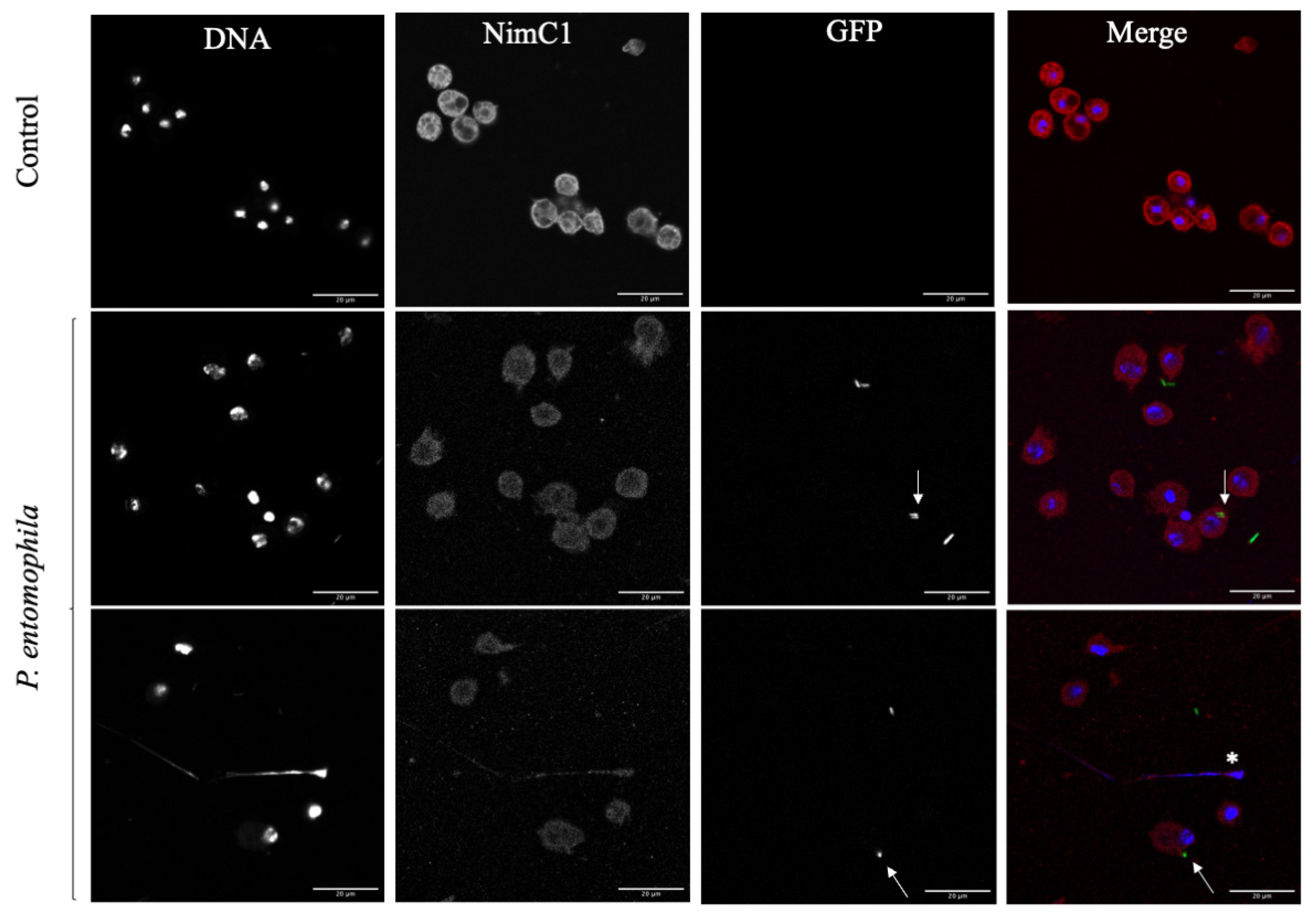 Cells 10 03320 g006 Cells 10 03320 g006