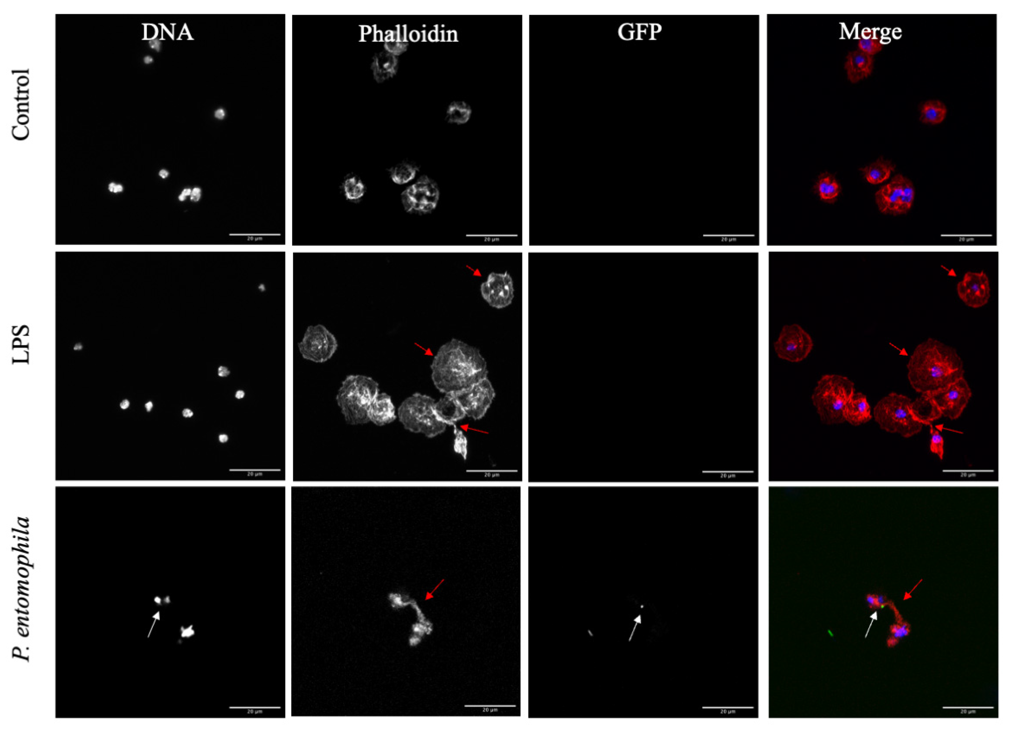 Cells 10 03320 g008 Cells 10 03320 g008