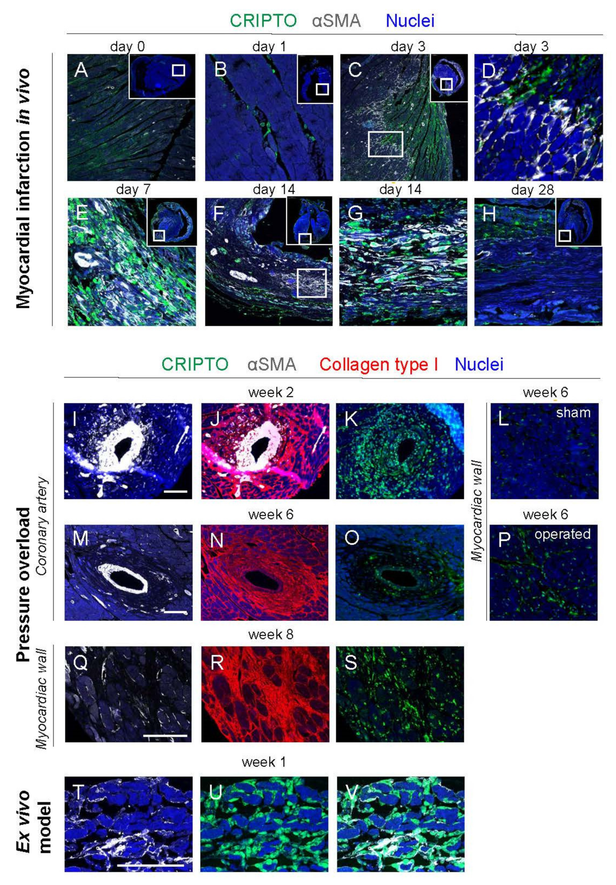Cells 10 03325 g003 Cells 10 03325 g003