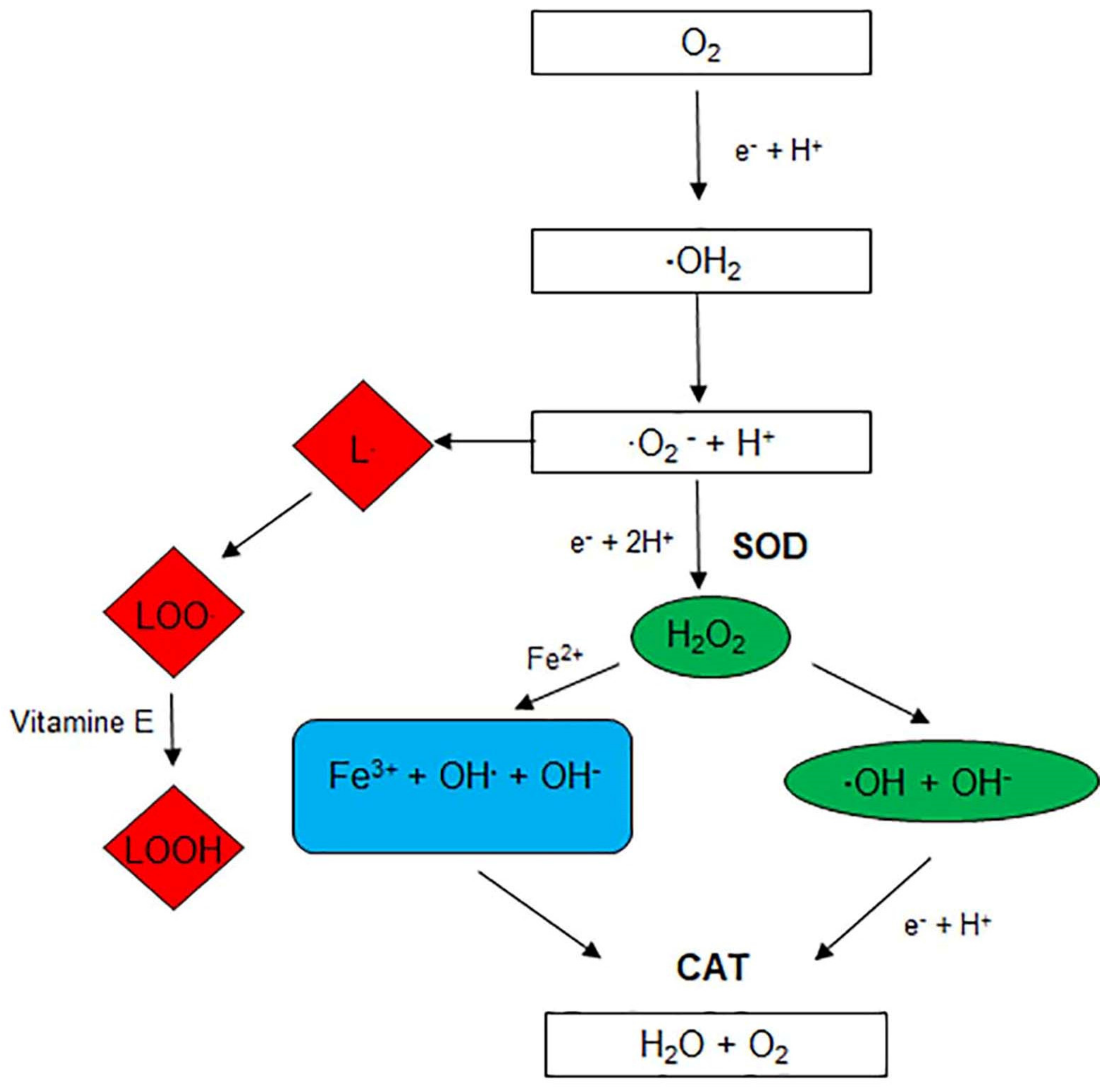 Cells 10 03326 g002 550