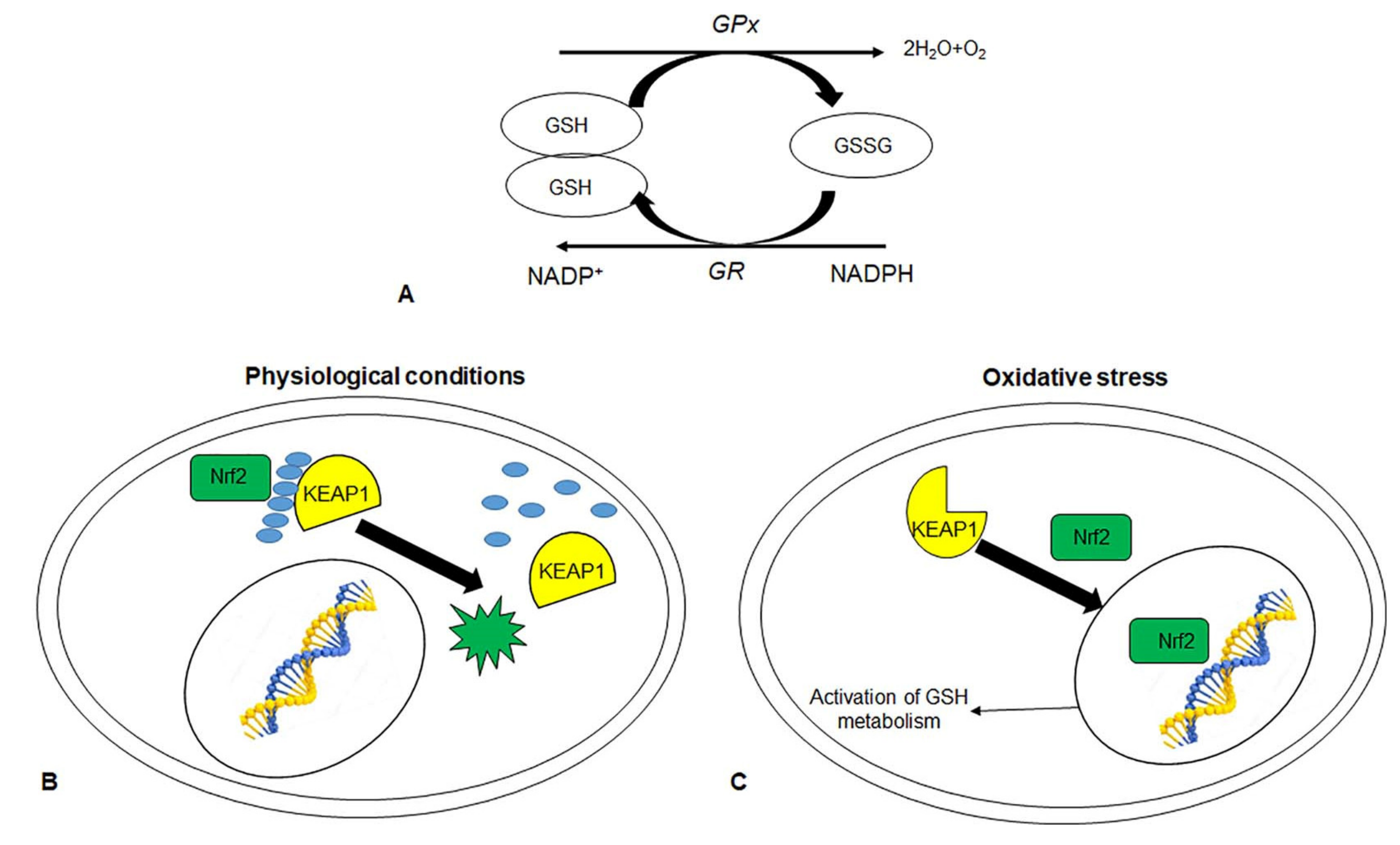 Cells 10 03326 g003 550