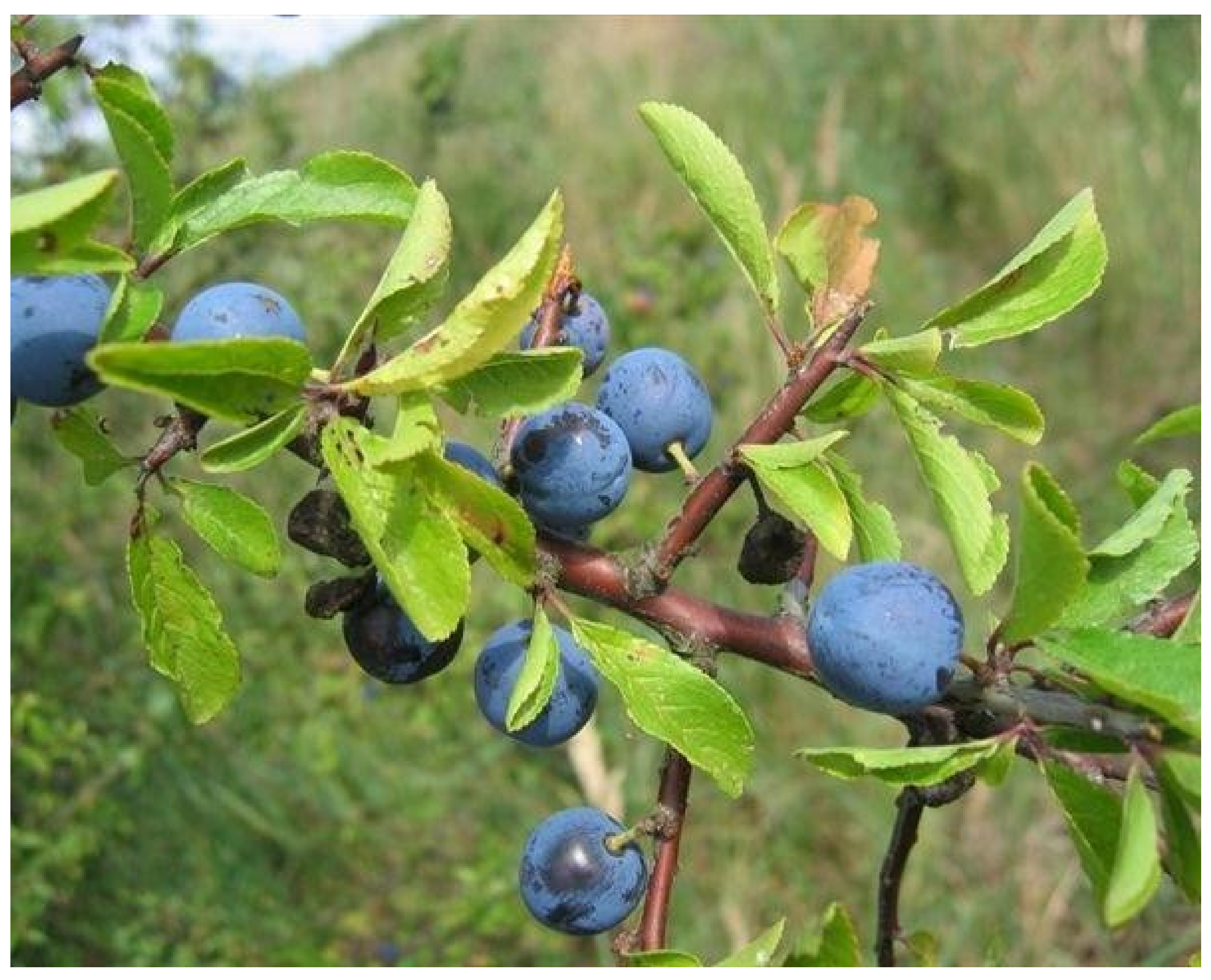 Cells 10 03326 g004 550