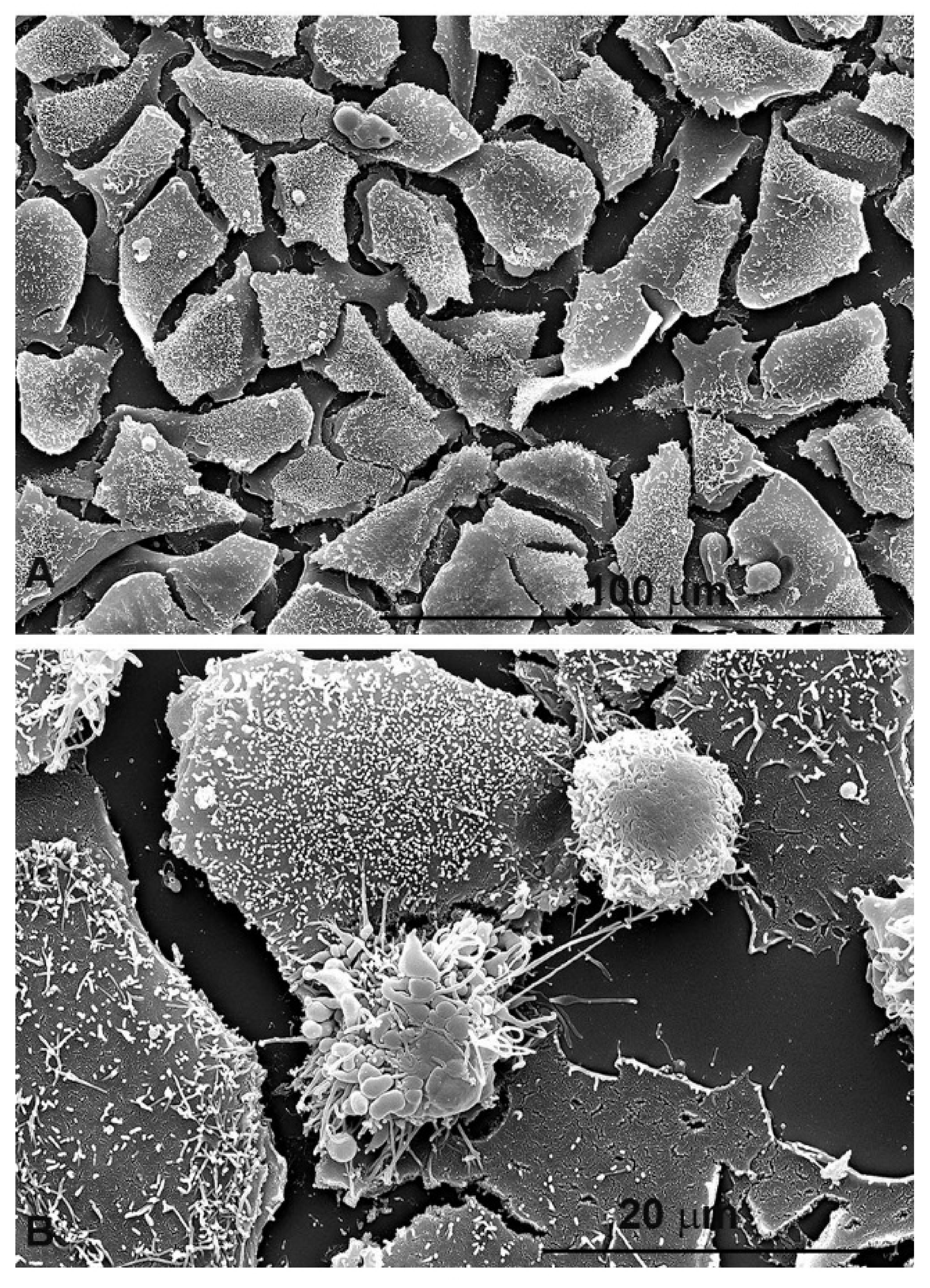 Cells 10 03326 g005 550