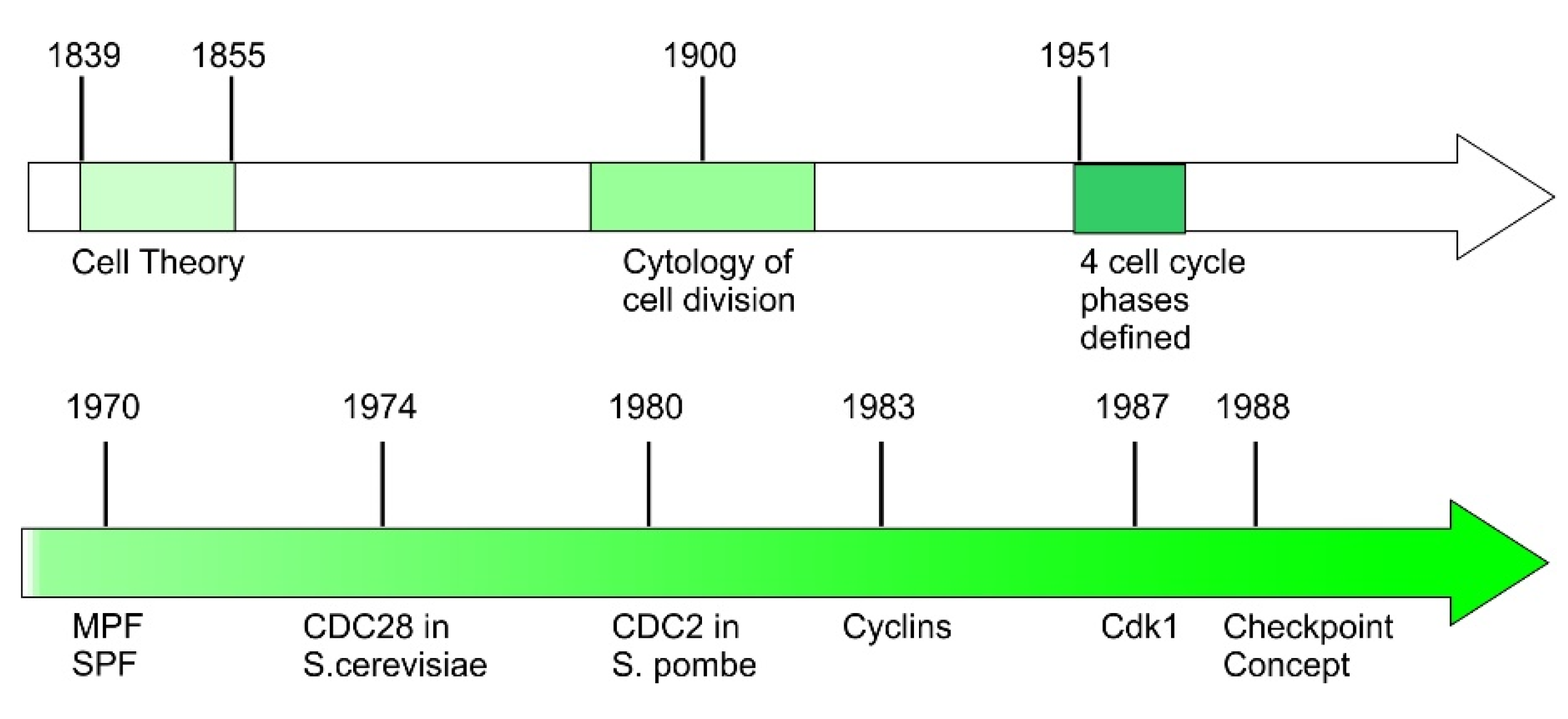 Regulation of Cell Cycle Progression by Growth ... Biology Diagrams