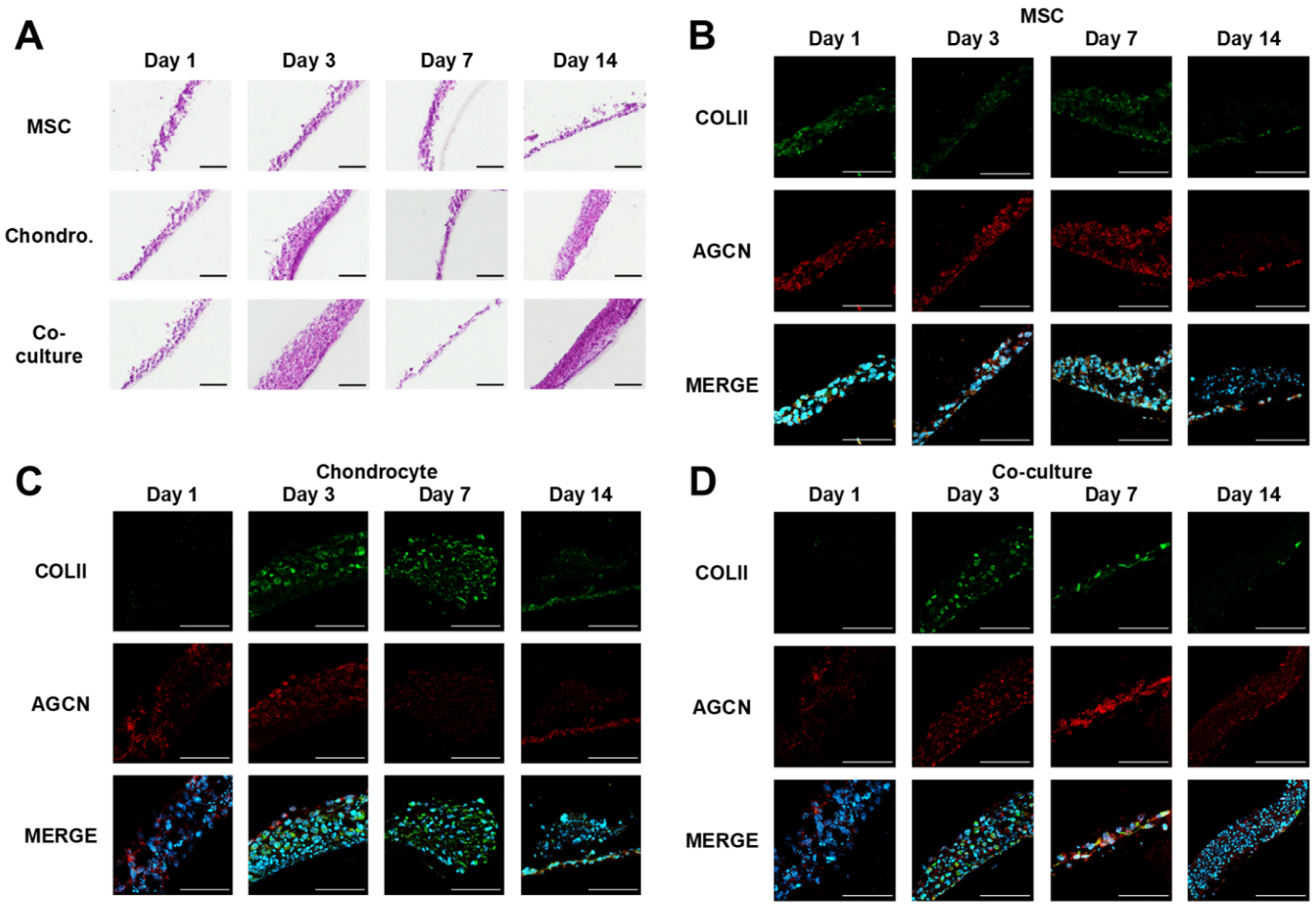 Cells 10 03329 g006 Cells 10 03329 g006