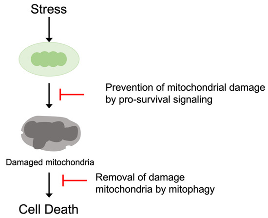 Molecular Signaling to Preserve Mitochondrial Integrity against 