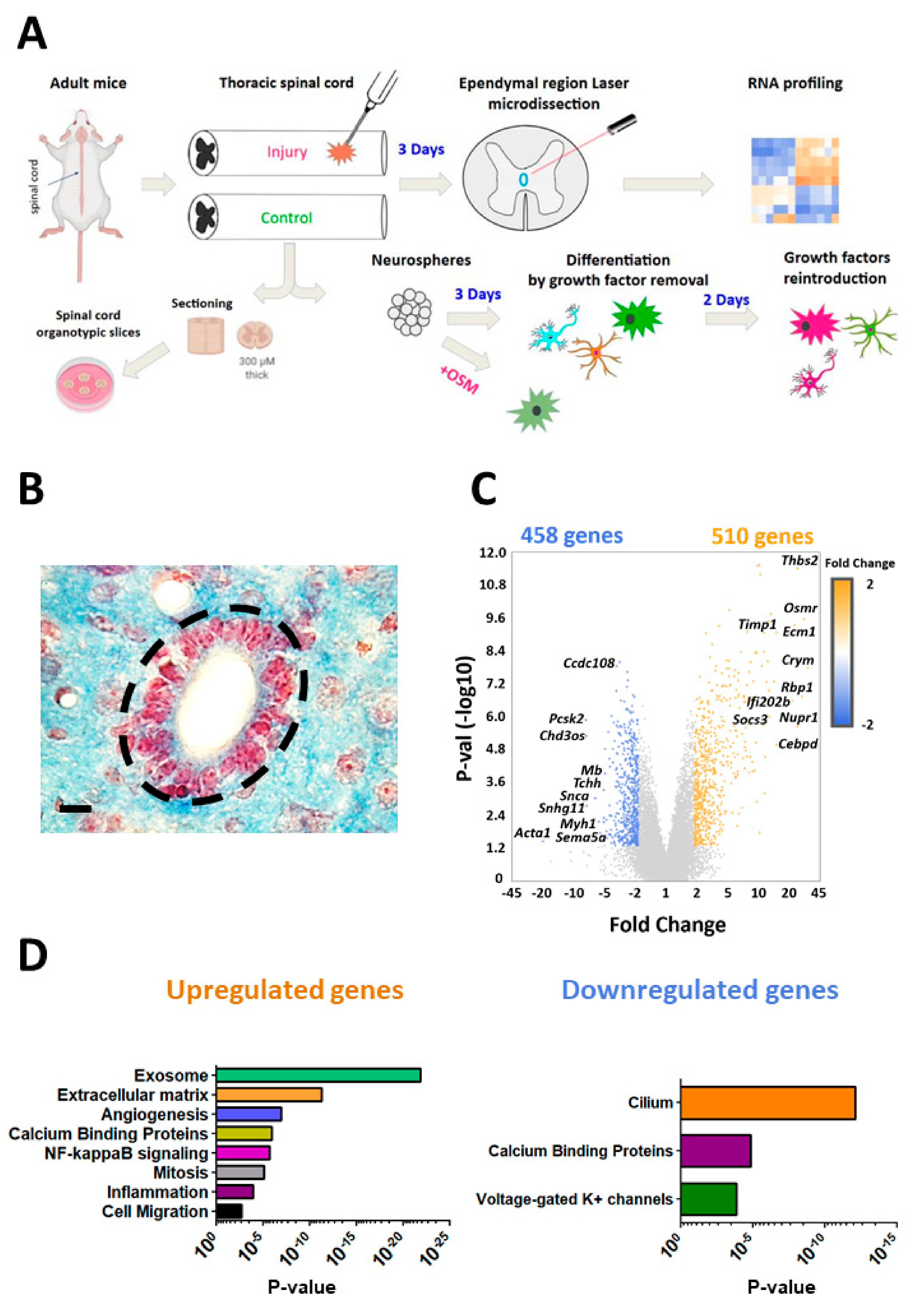 Cells 10 03332 g001 550