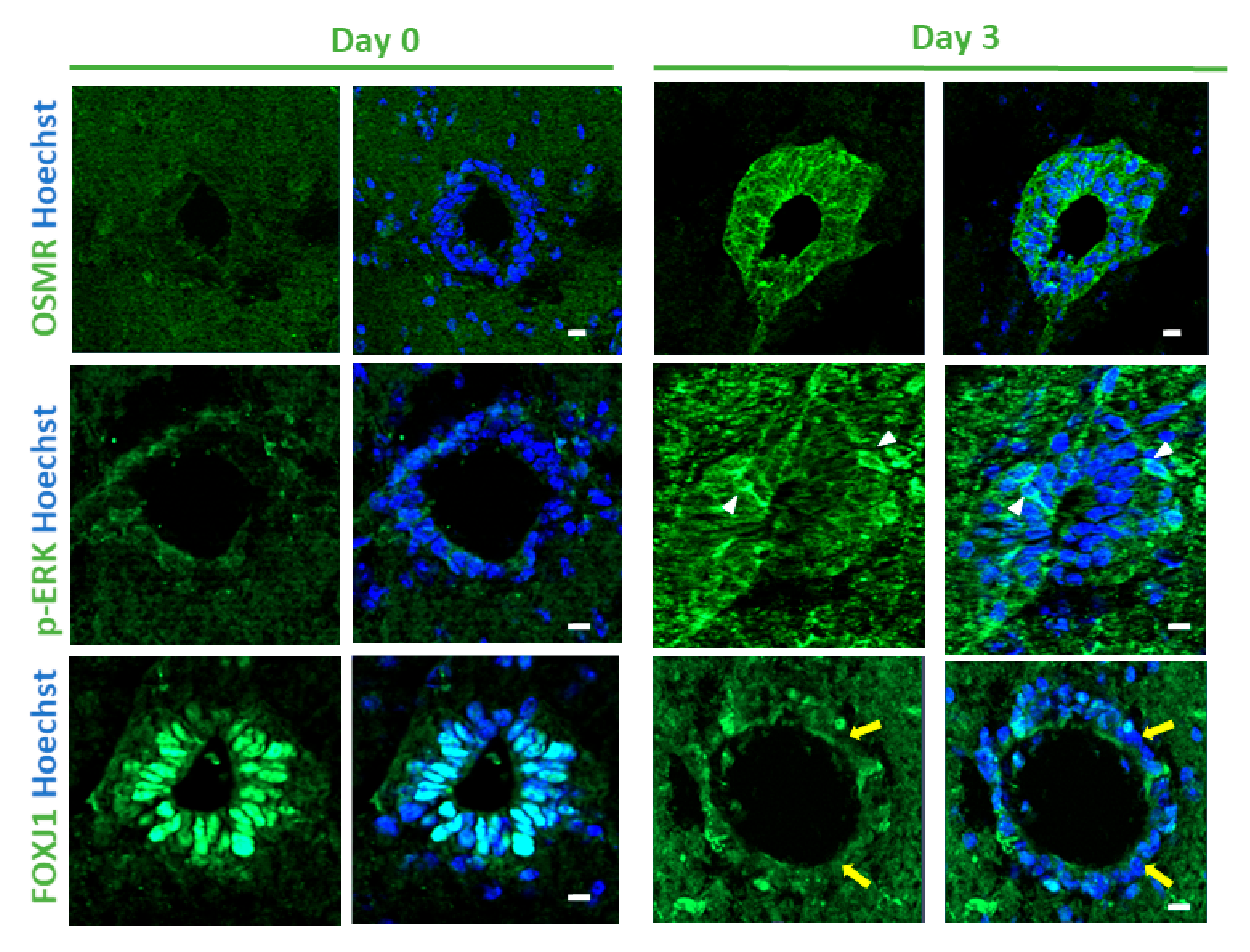 Cells 10 03332 g003 550